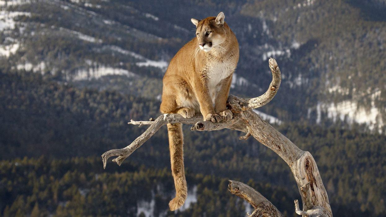 1244x700 Cougar mountain lion trees forest branch predator wildlife nature wallpaperx1080