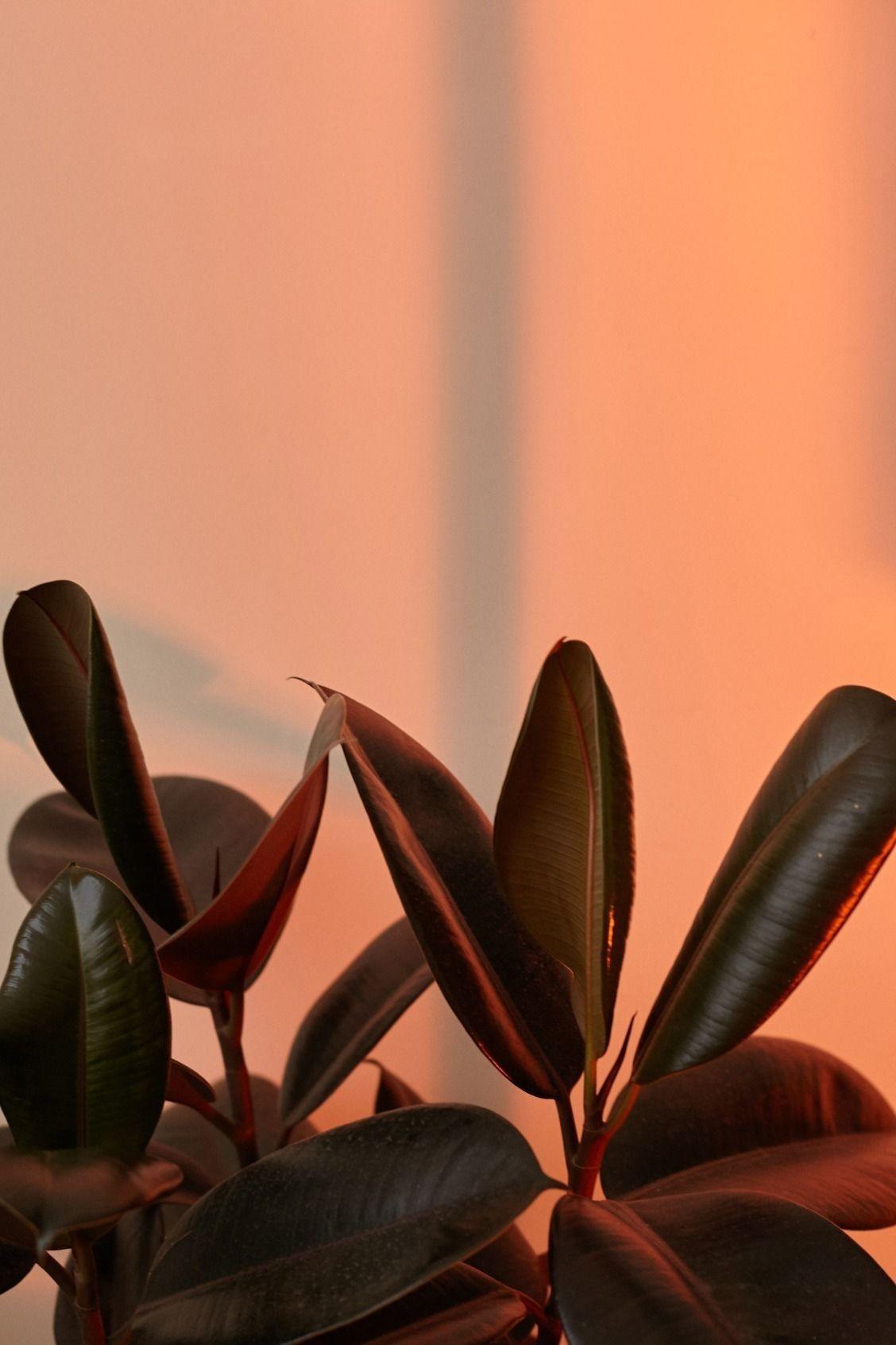 1128x1692 wallpaper. Orange aesthetic, Peach