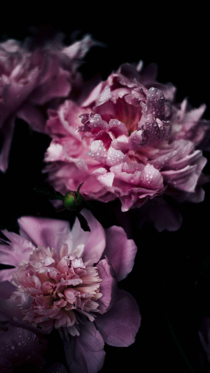 736x1308 Vintage Pink Flowers iPhone 7 Wallpaper. Preppy Wallpaper. New