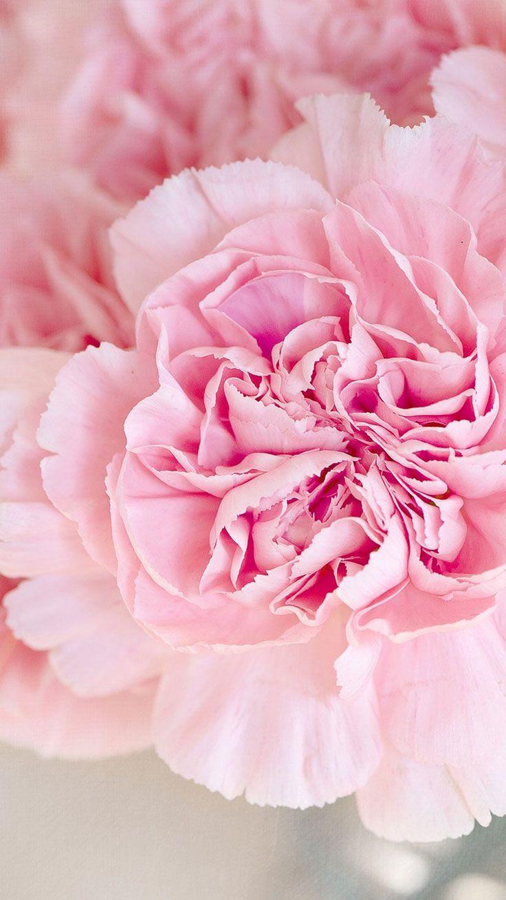 736x1308 Cute Pink Peonies iPhone Wallpaper