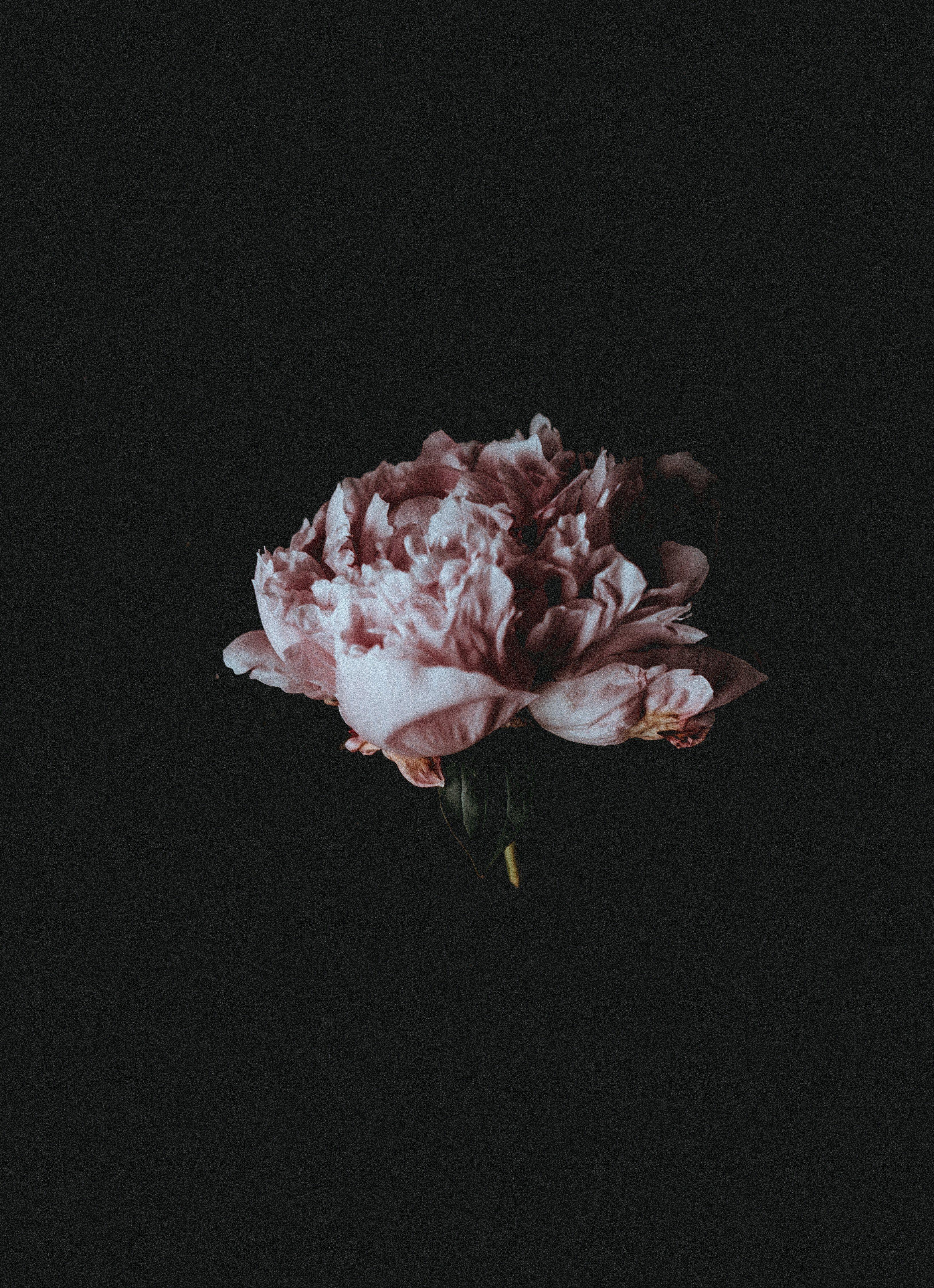 3264x4500 Wallpaper / a pale pink peony flower against a black