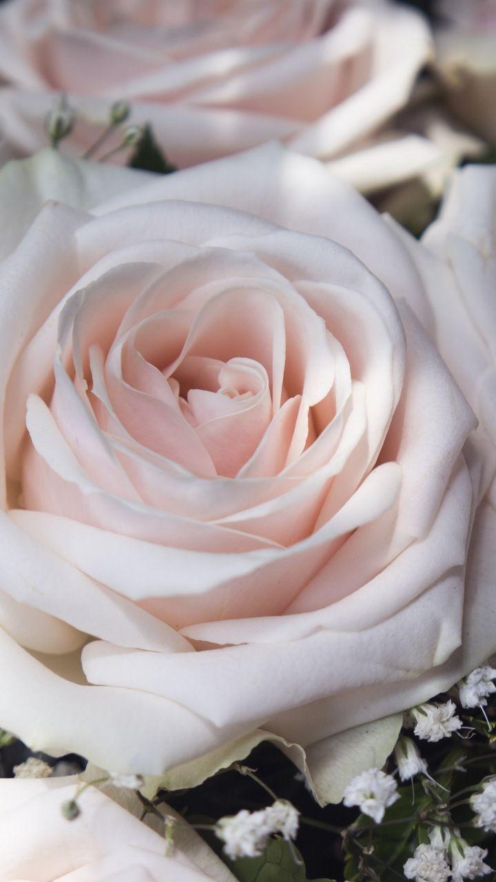 720x1280 Light pink, flowers, close up, roses, 720x1280 wallpaper. Light