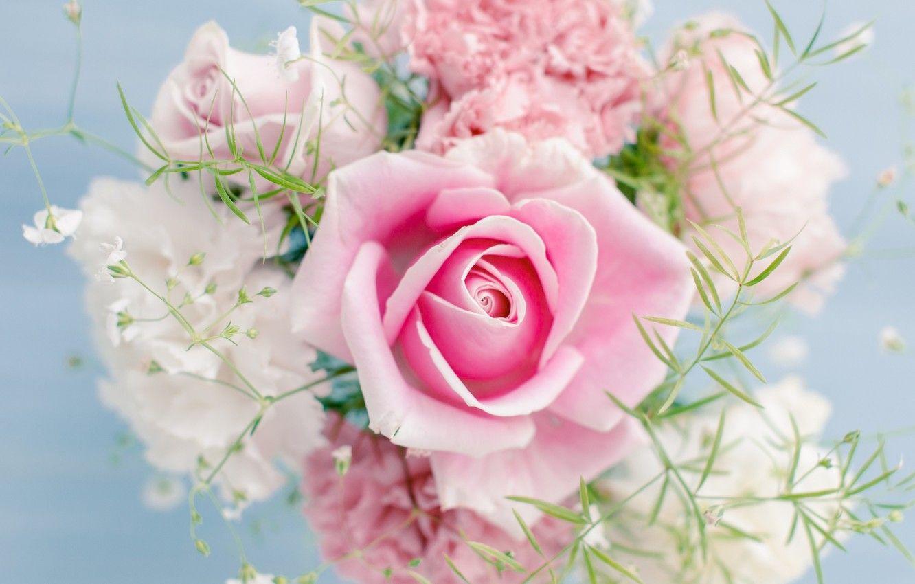 1332x850 Wallpaper flowers, pink, rose, color, bouquet, light, rose, pink