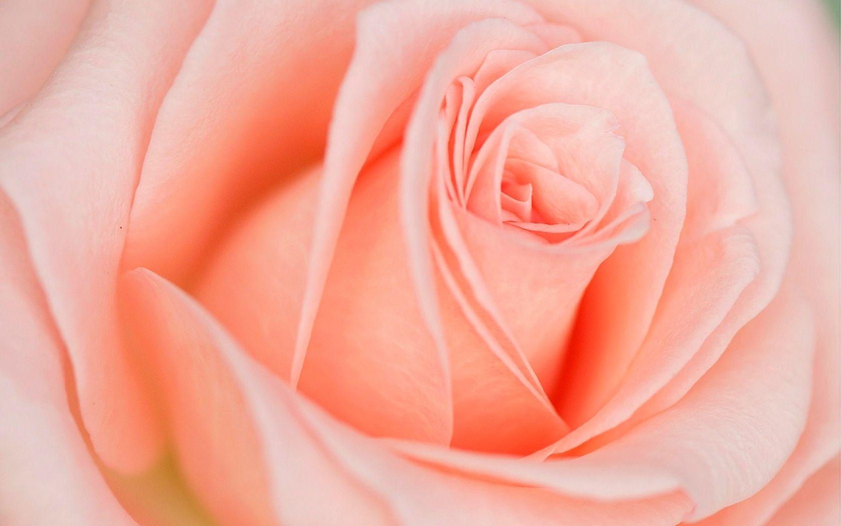 1680x1050 Free download Beautiful Light Pink Rose Wallpaper 1680x1050