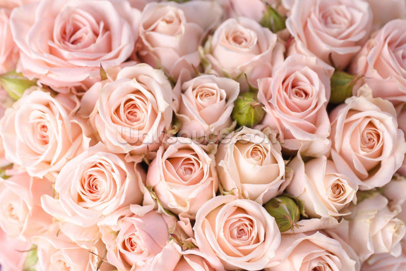 1600x1067 Light Pink Roses Background, Download Wallpaper