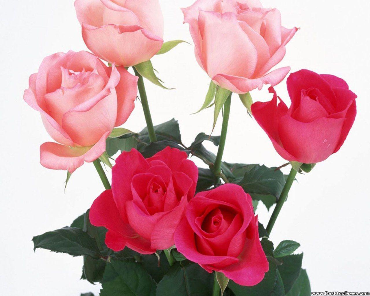 1280x1024 Desktop Wallpaper Flowers Background Light and Dark Pink