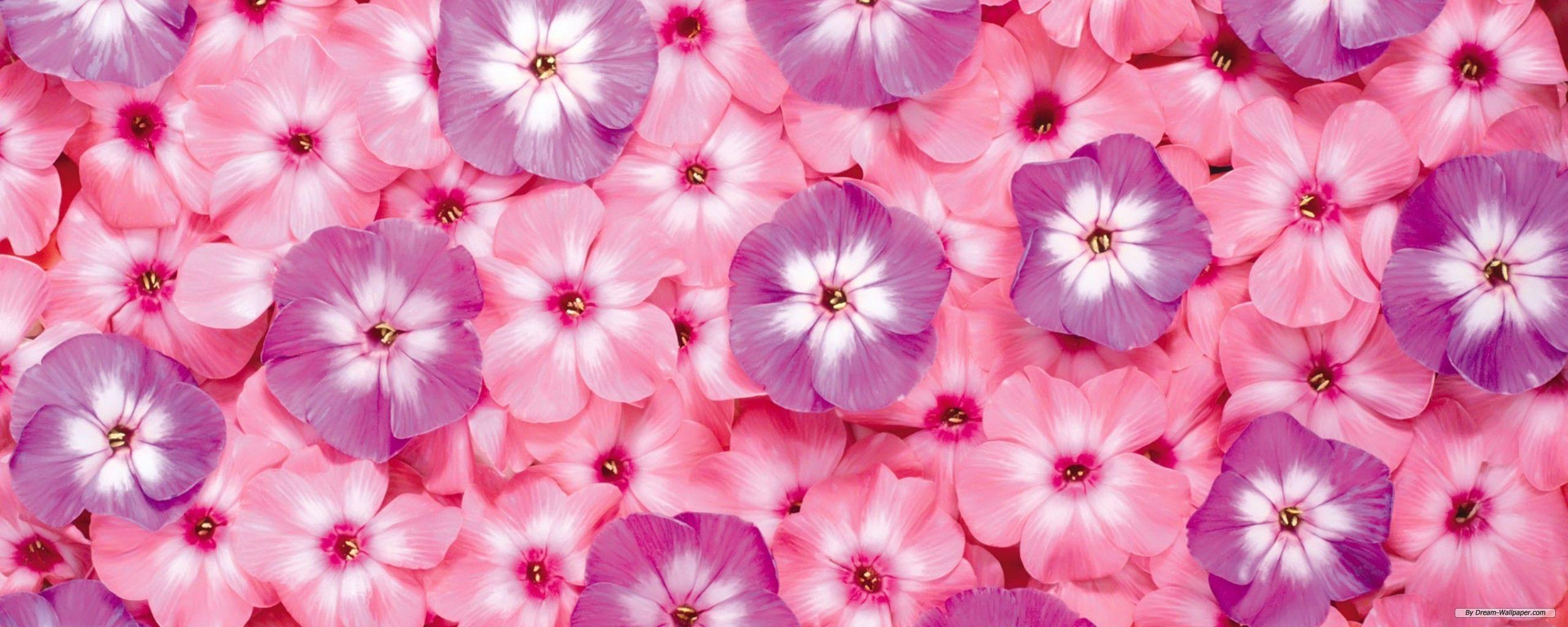 Cute Pastel Flower Wallpapers Top Free Cute Pastel Flower Backgrounds Wallpaperaccess 