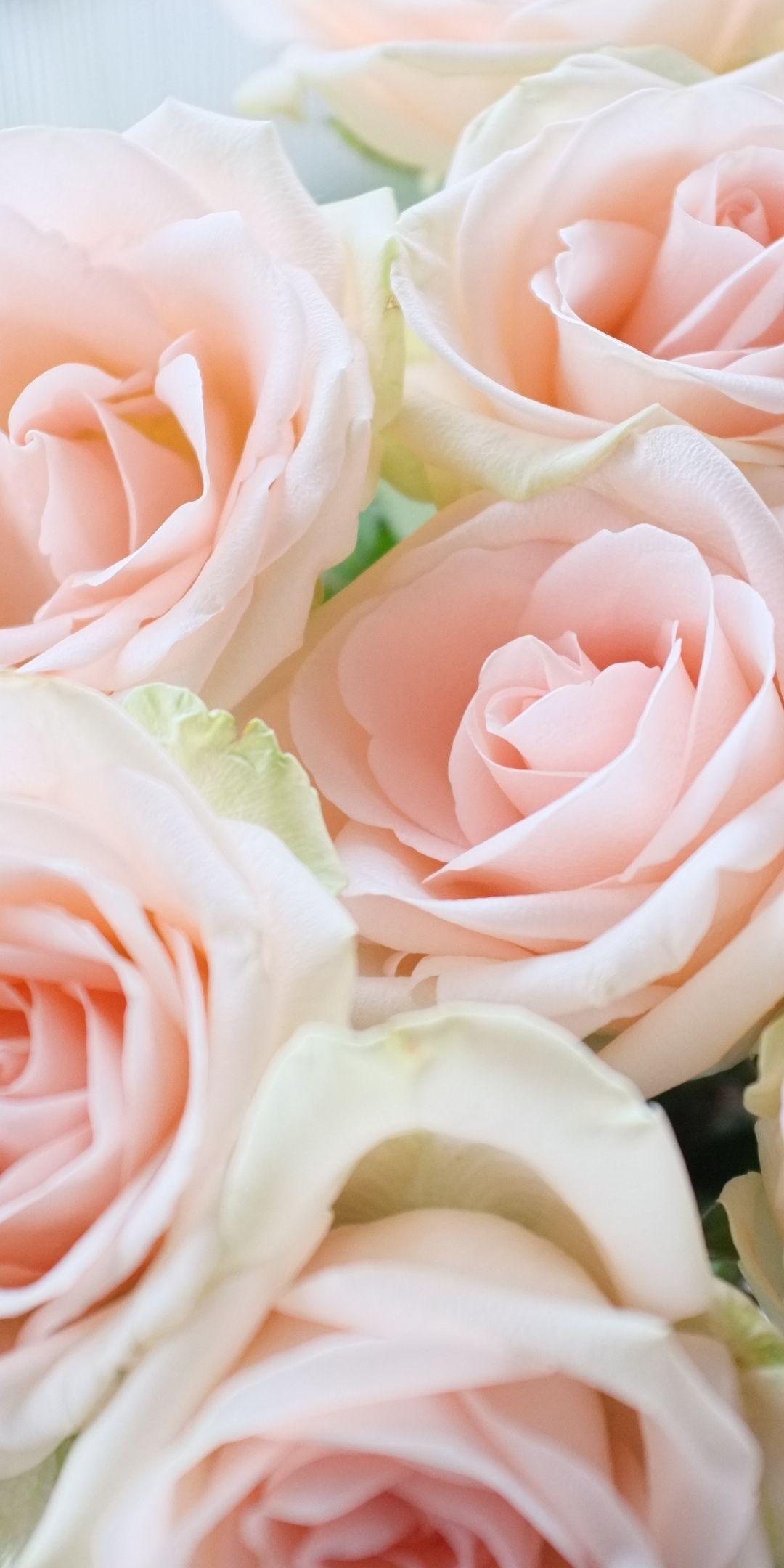 1080x2160 Light Pink, Roses, Bouquet, Wallpaper, Download Wallpaper