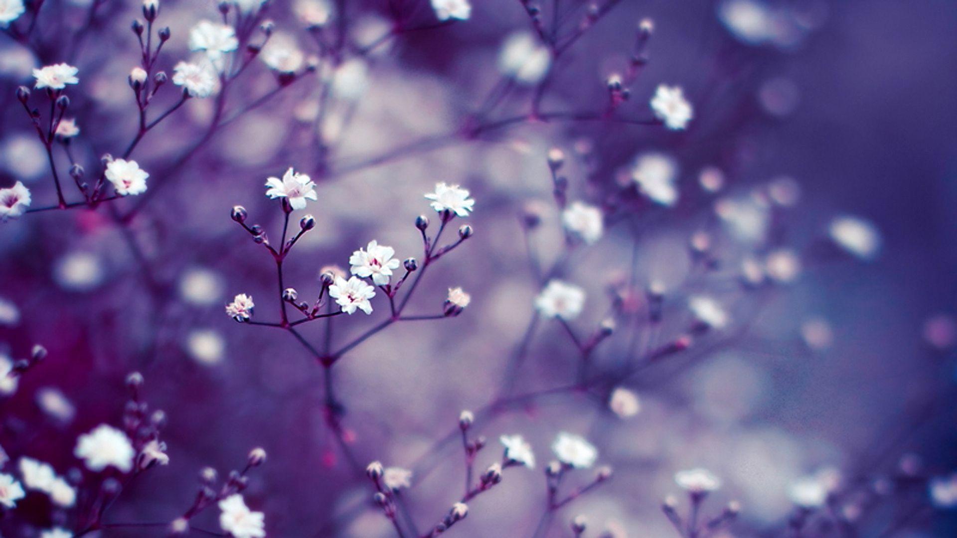 1920x1080 Lavender Flower Background