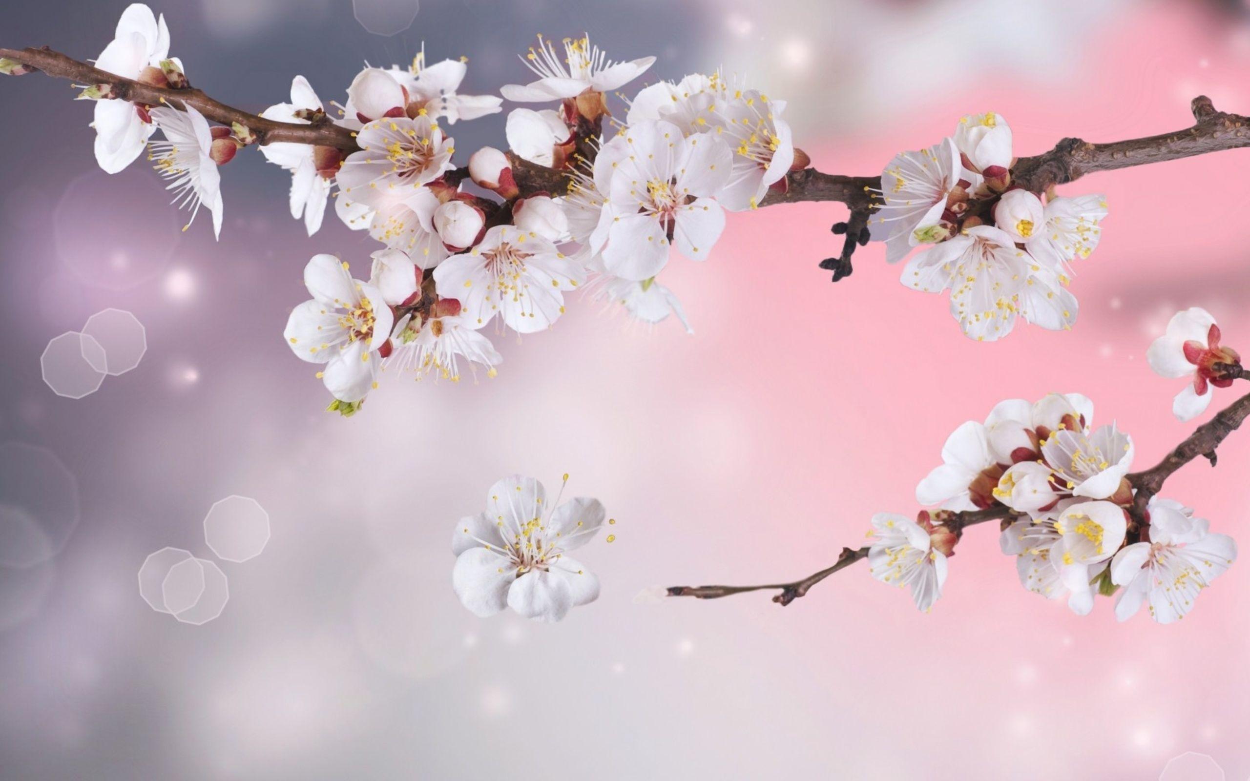 2560x1600 Blossom Wallpaper. Apple Blossom