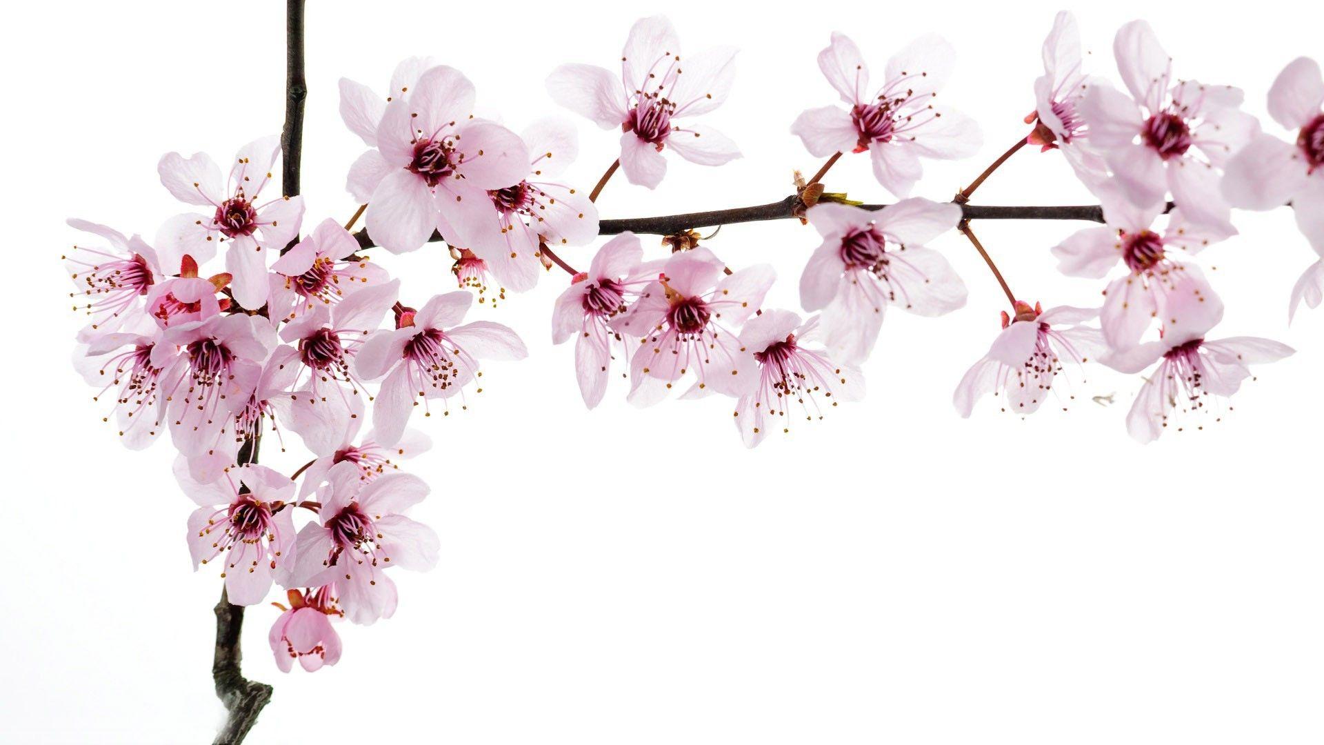 Cherry Blossom White Wallpapers - Top Free Cherry Blossom White