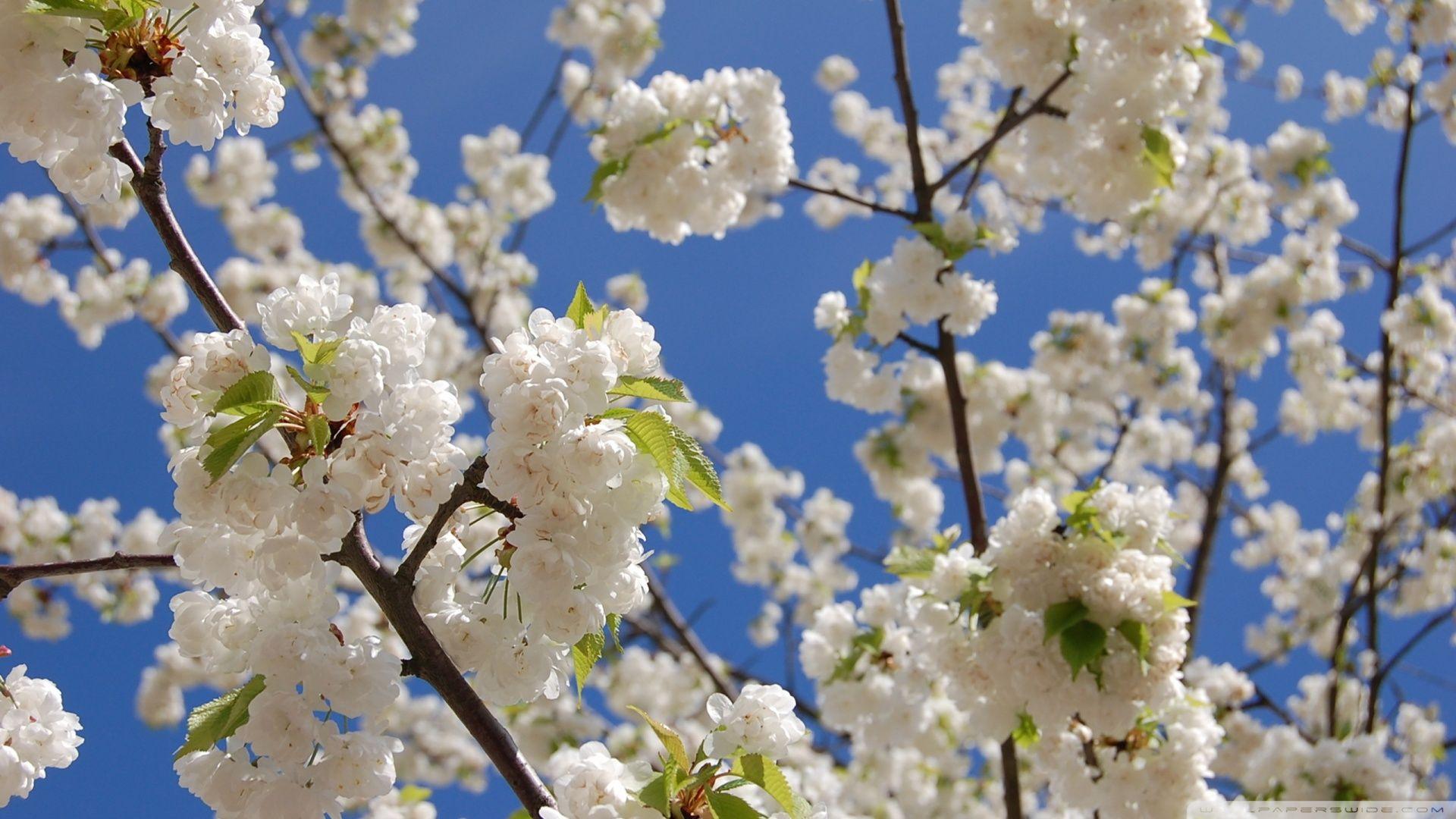 1920x1080 Free download Japanese Cherry Blossom Wallpaper 1920x1080 White