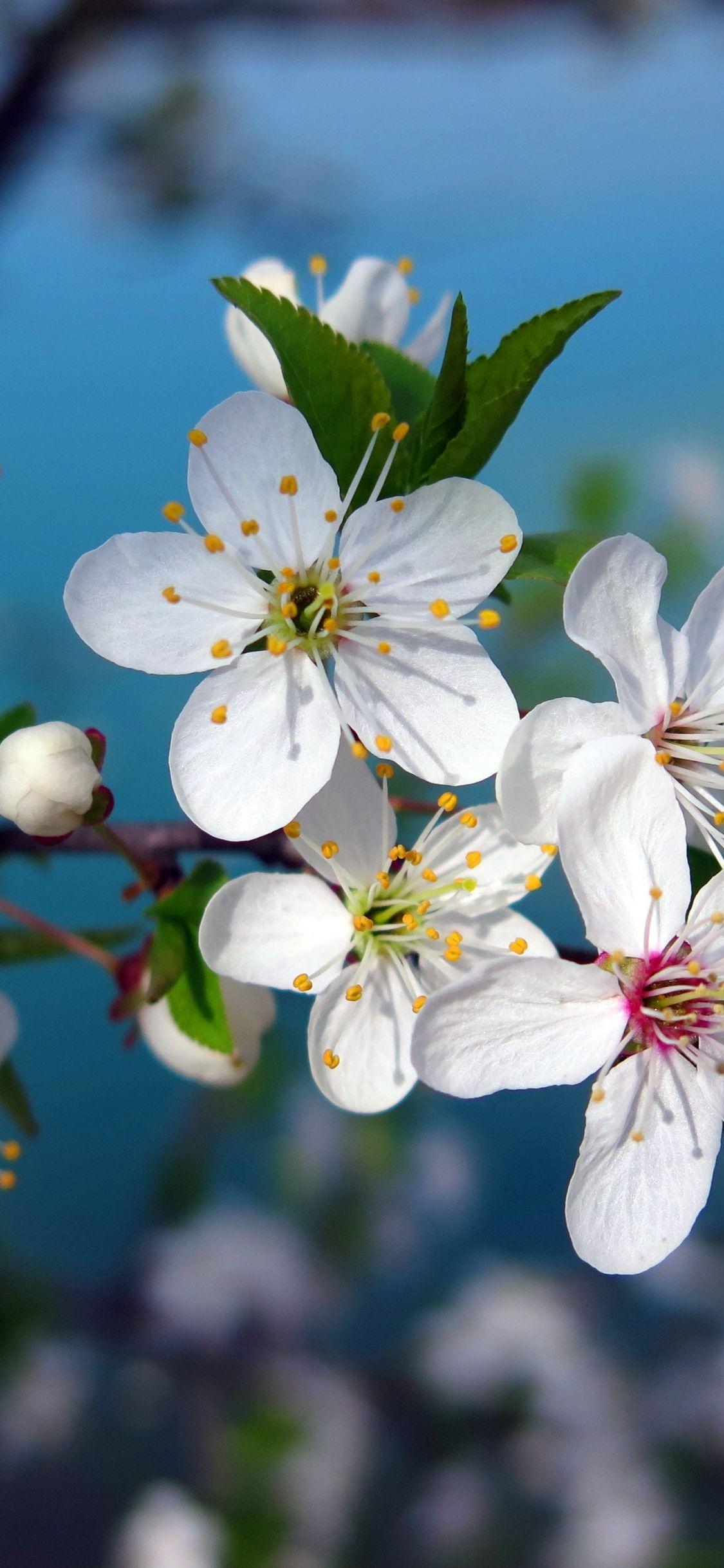 1125x2436 Download 1125x2436 wallpaper white, cherry blossom, pollen