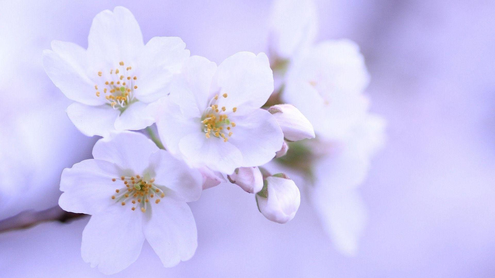 1920x1080 Cherry Blossom Wallpaper