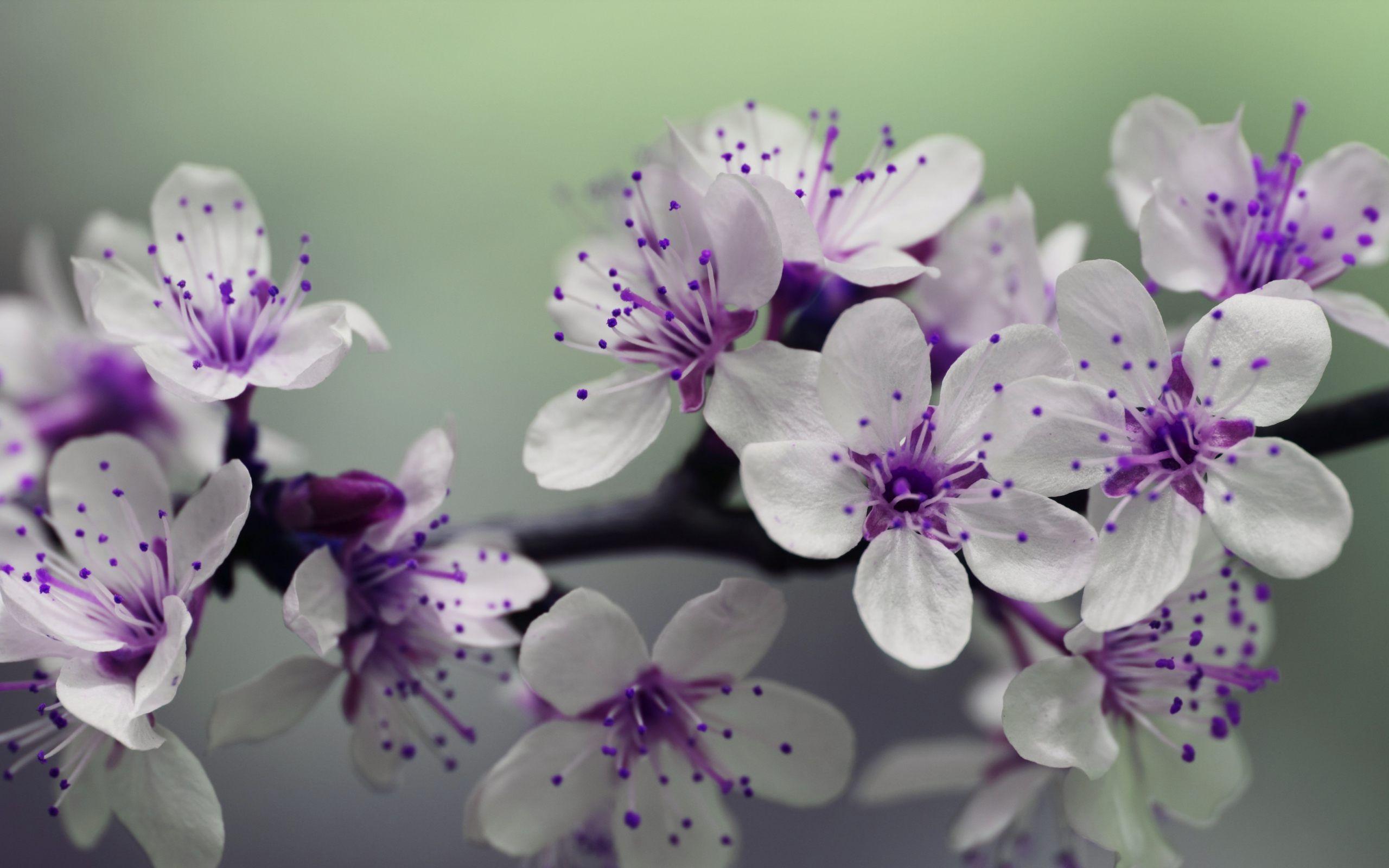 2560x1600 Cherry Blossom Wallpaper And White Daisy