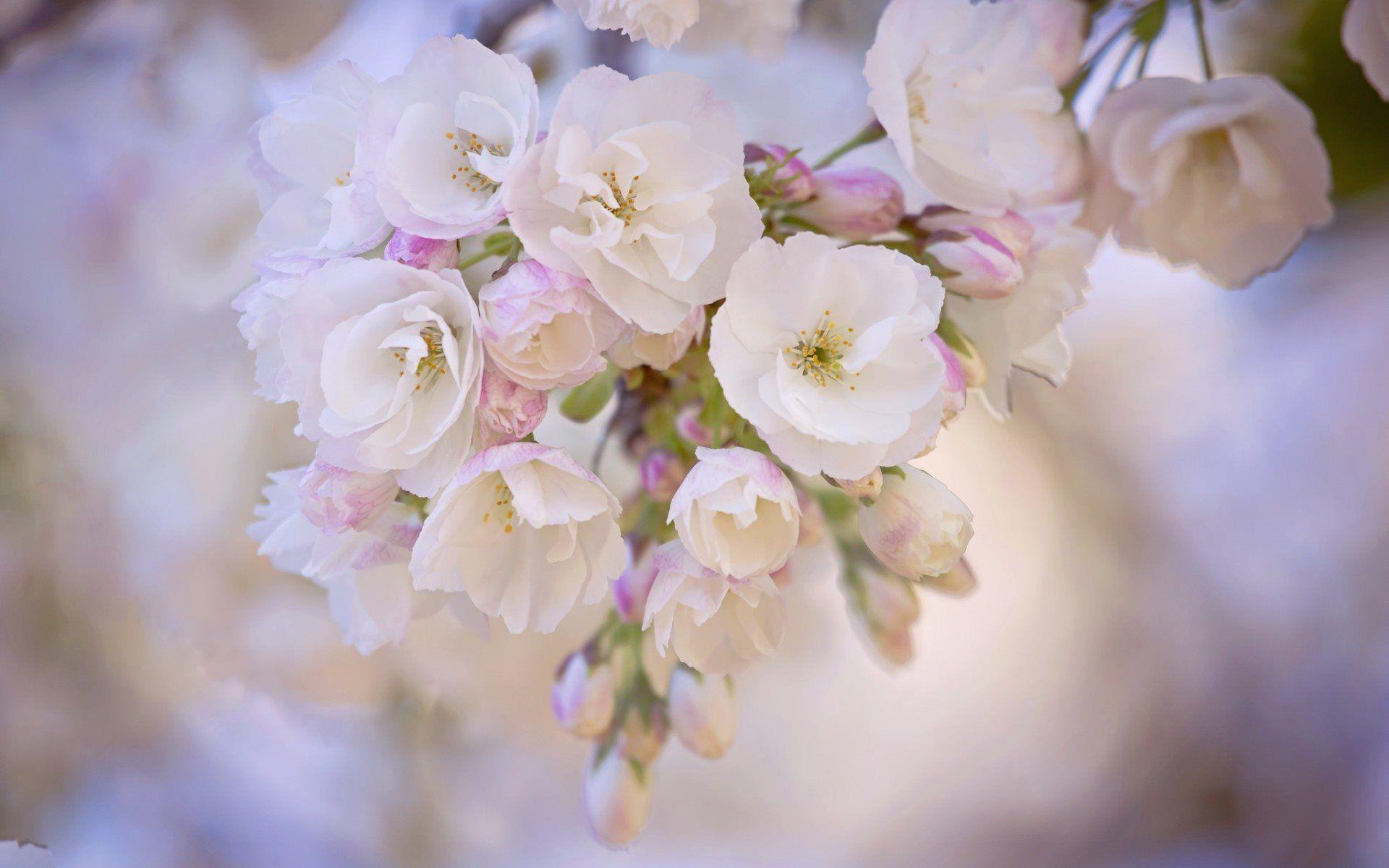 1920x1200 Download wallpaper cherry blossoms, white flowers, spring