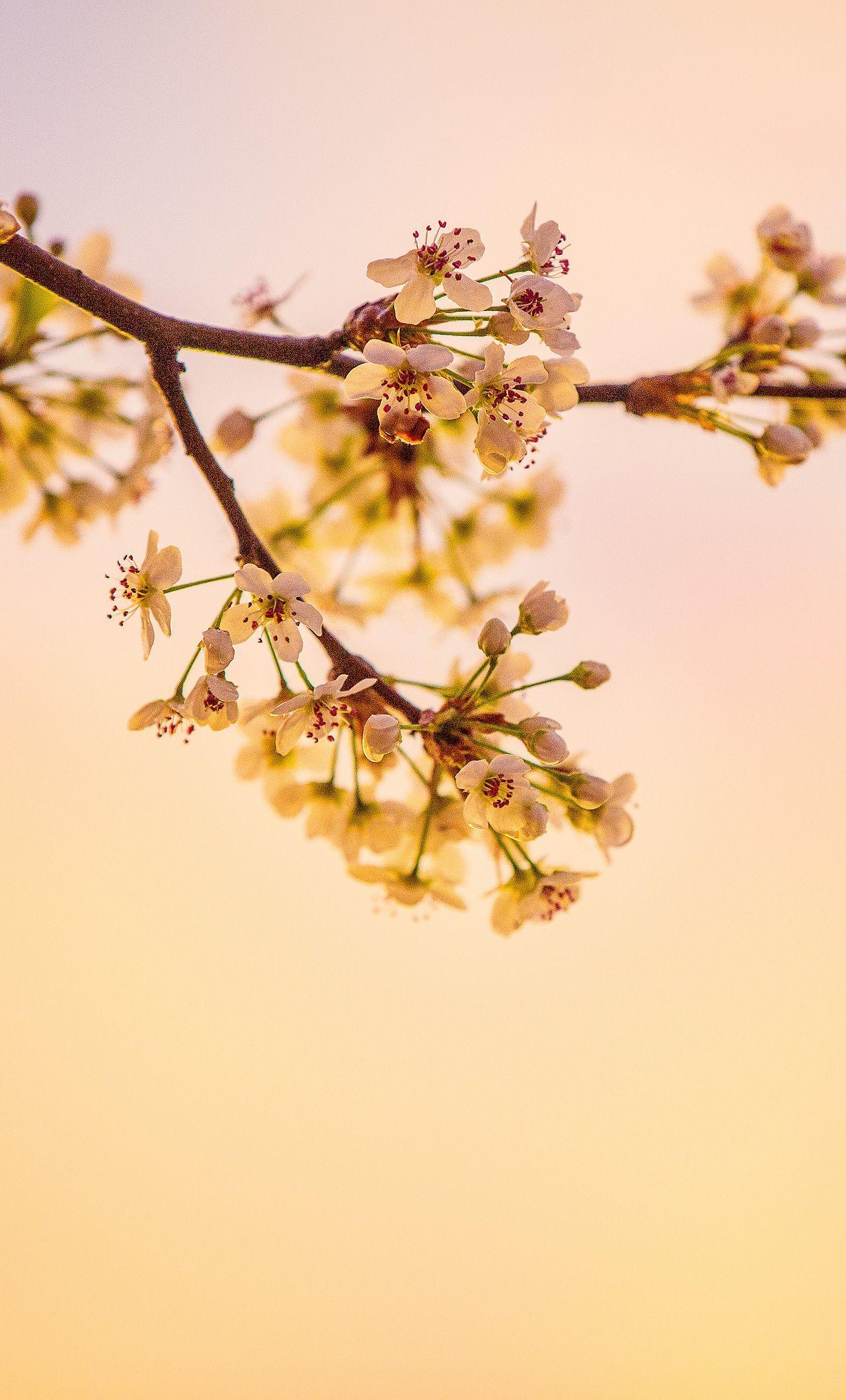 1280x2120 White Cherry Blossoms 5k iPhone HD 4k Wallpaper