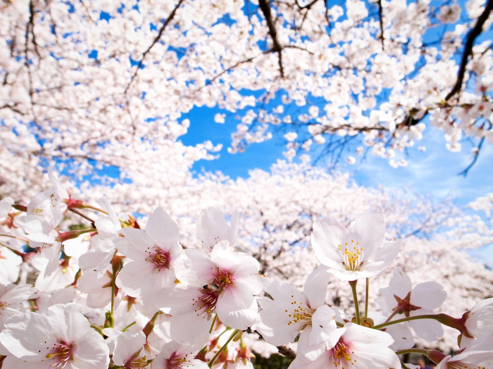 1600x1200 Nature Cherry Tree Wallpaper for Android