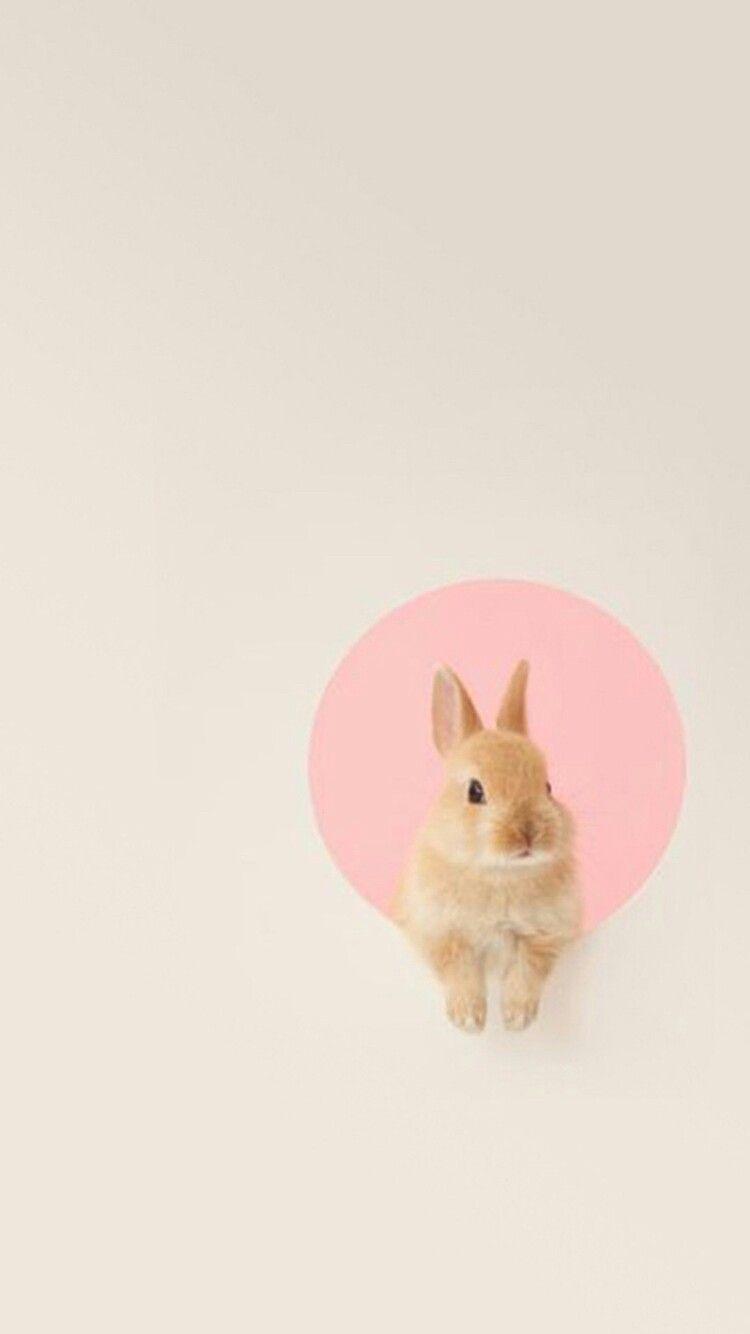 Pink Bunny Wallpapers - Top Free Pink Bunny Backgrounds - WallpaperAccess