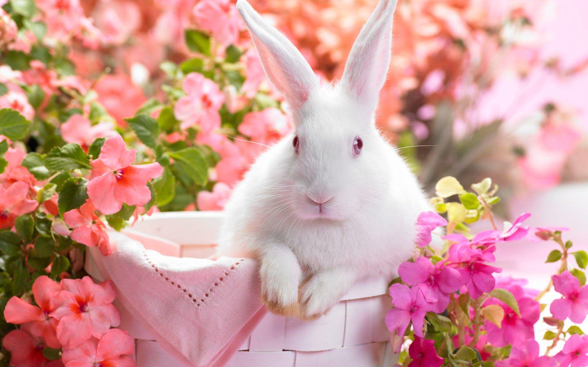 Pink Bunny Wallpapers - Top Free Pink Bunny Backgrounds - WallpaperAccess