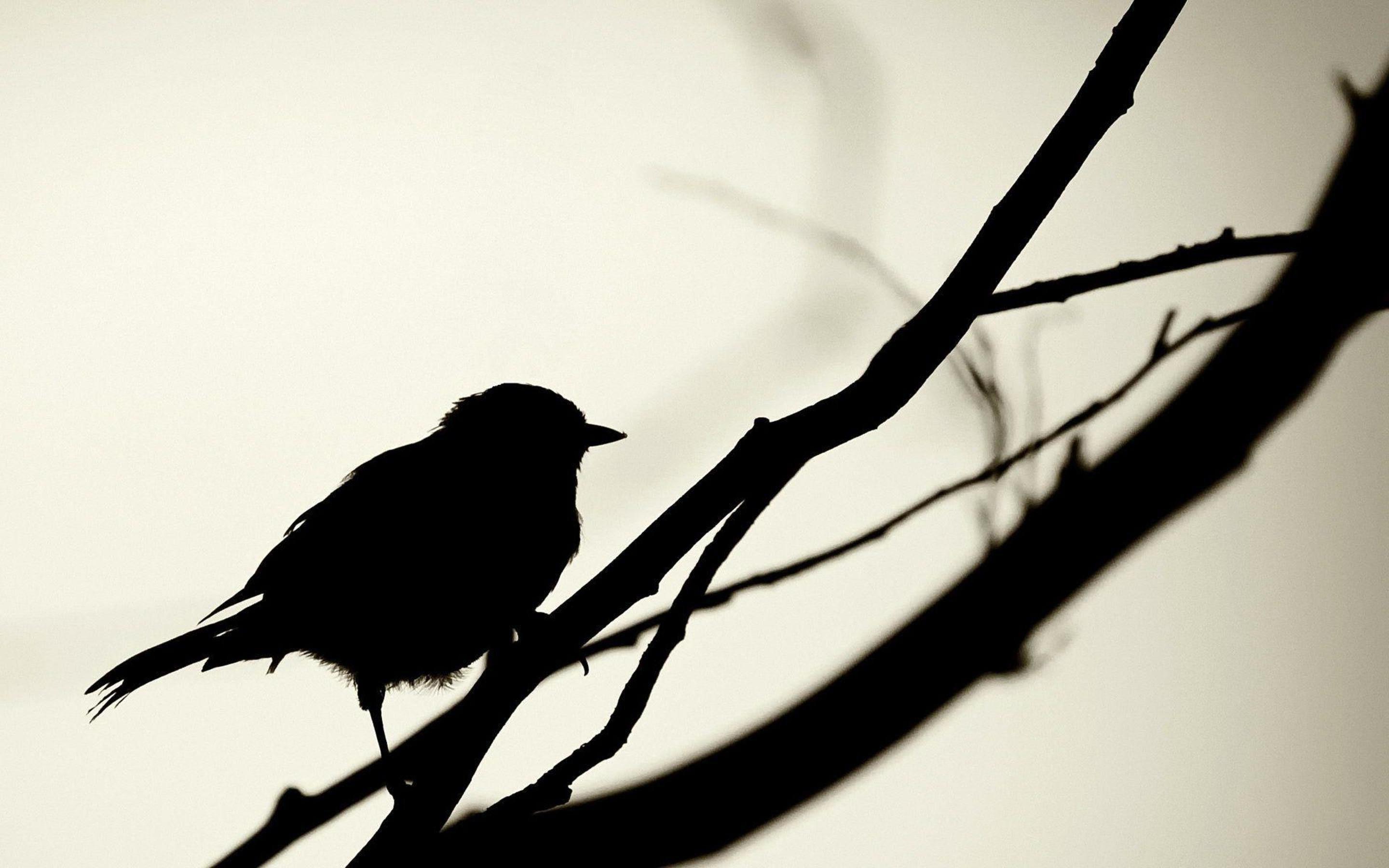 2880x1800 silhouette simple birds Wallpaper HD / Desktop and Mobile Background