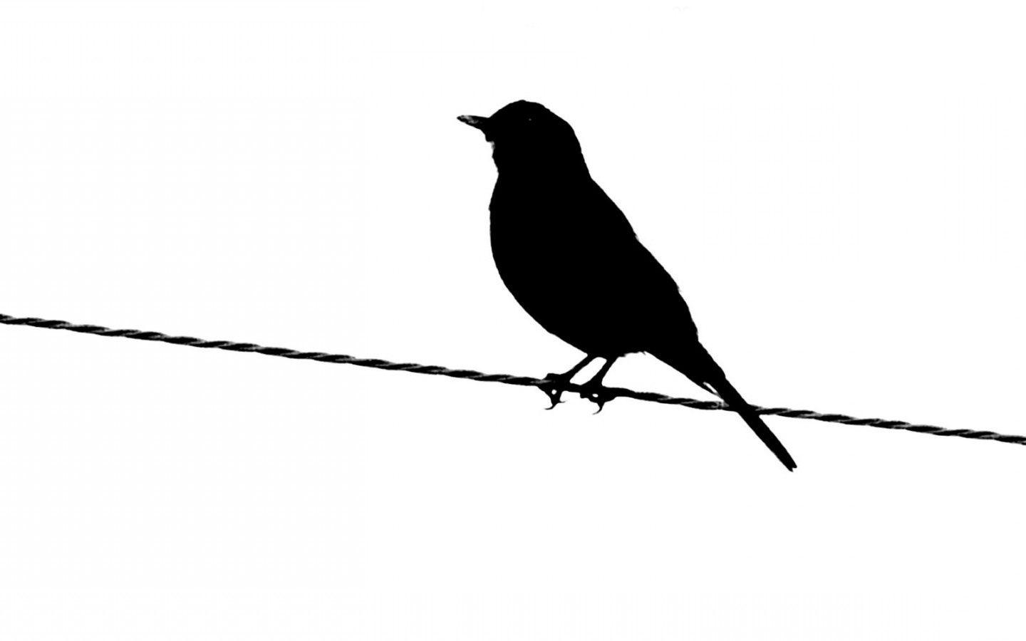 1440x900 Desktop HD white birds wallpaper