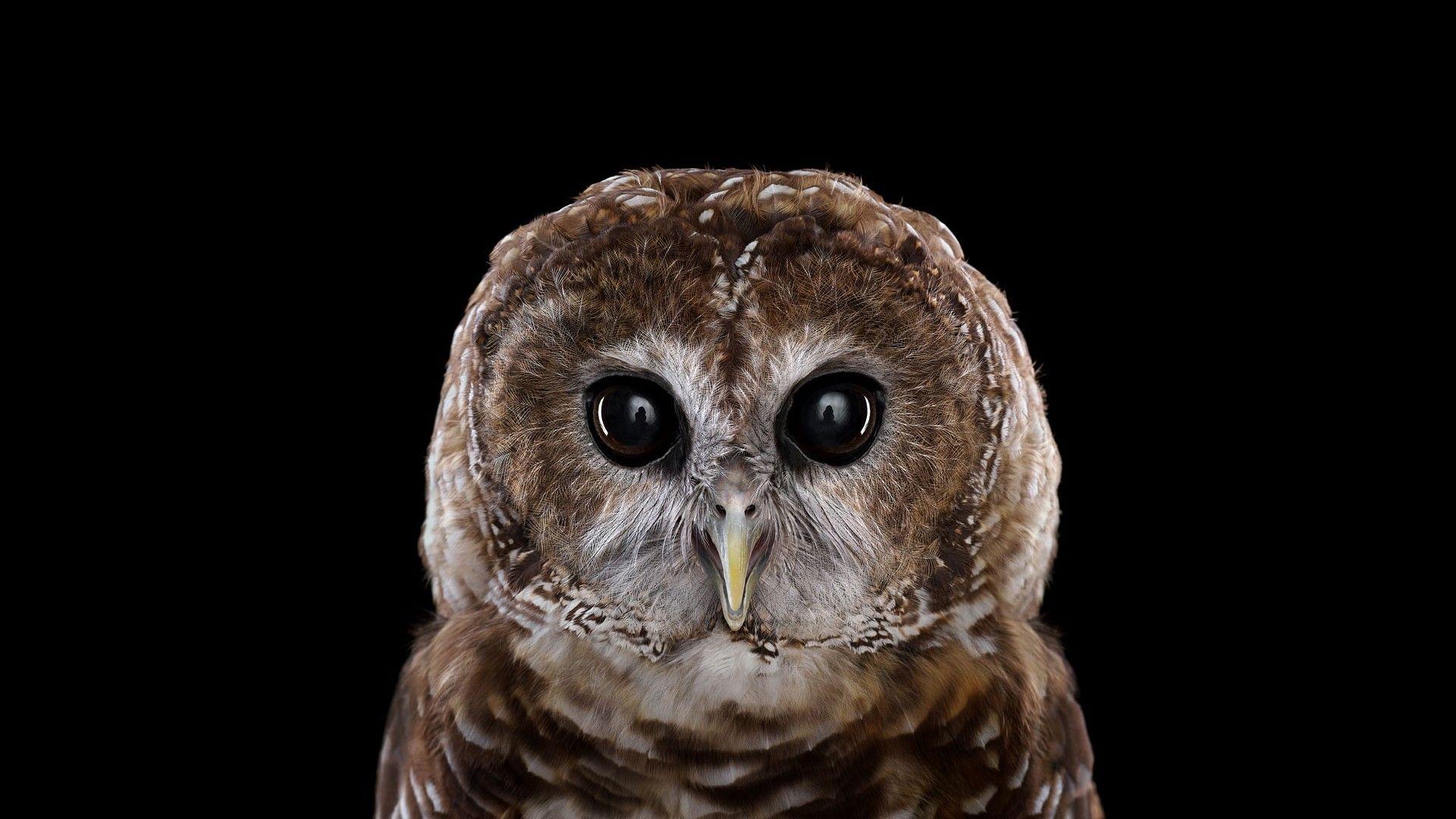 1920x1080 #photography, #nature, #owl, #animals, #simple background