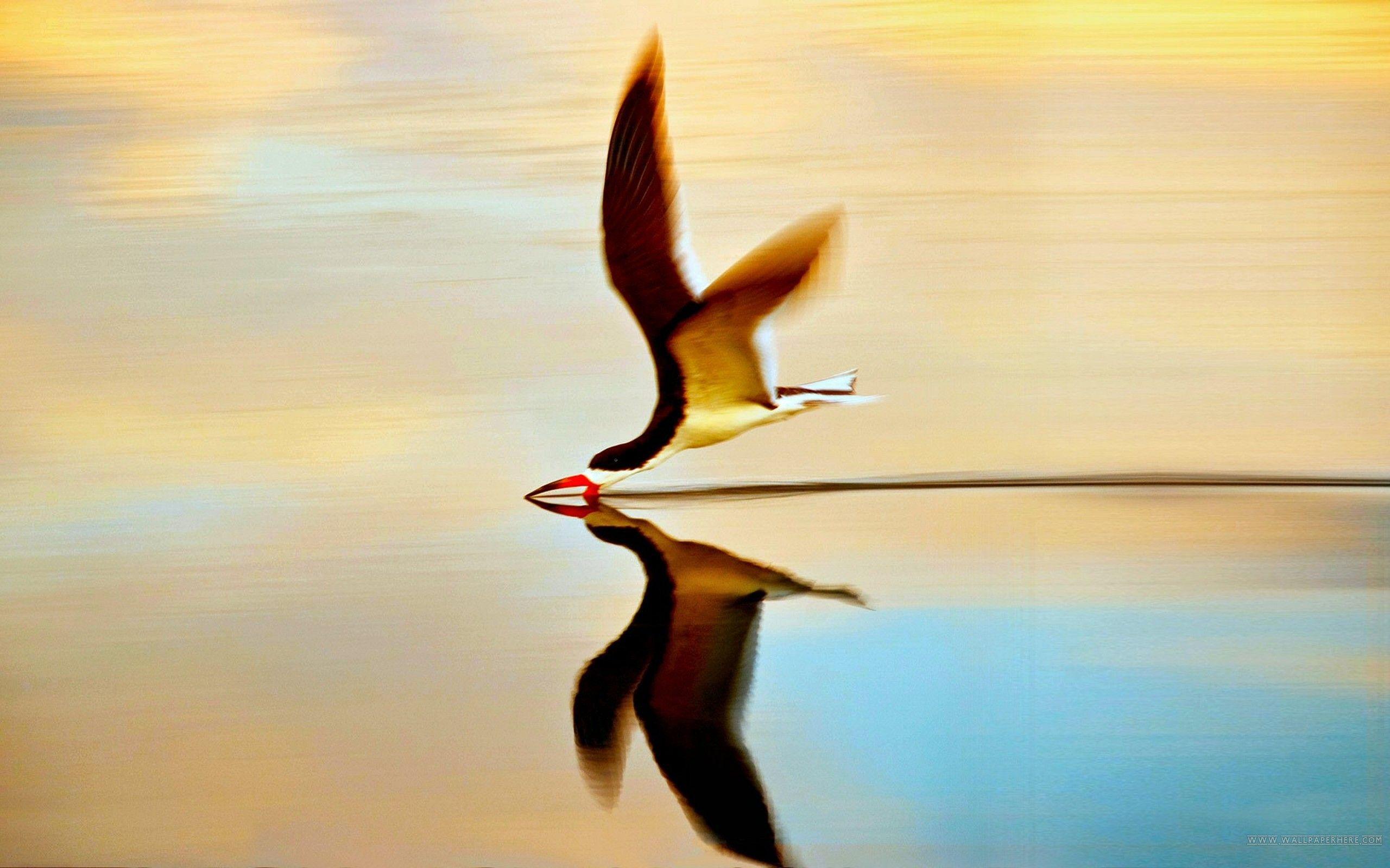 2560x1600 water, Flying, Birds, Reflections, Simple, Background Wallpaper