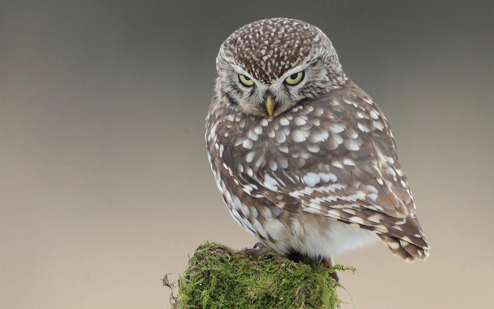 1920x1200 owls, simple background, birds wallpaper