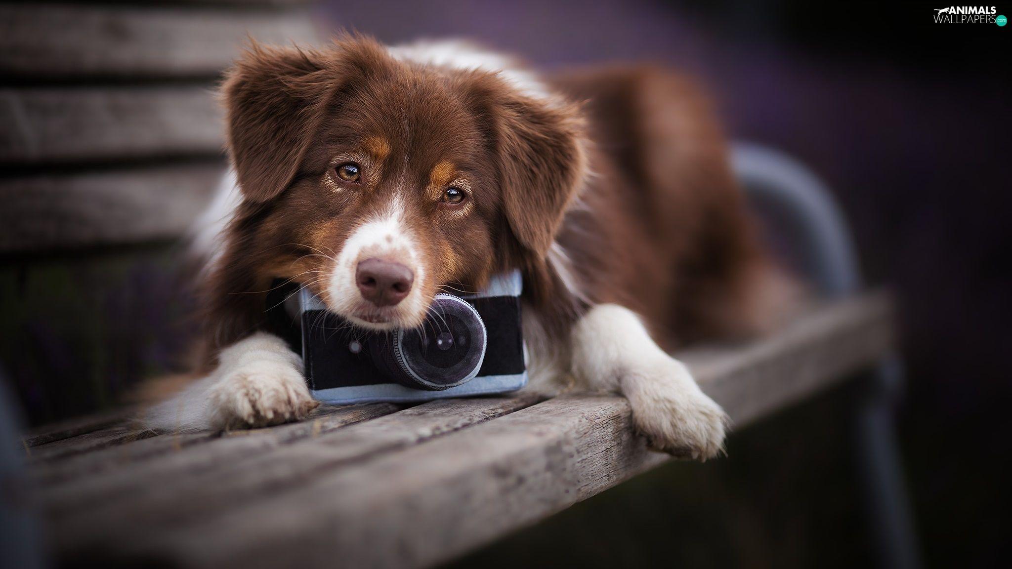2048x1152 dog, Camera, Bench, Australian Shepherd wallpaper