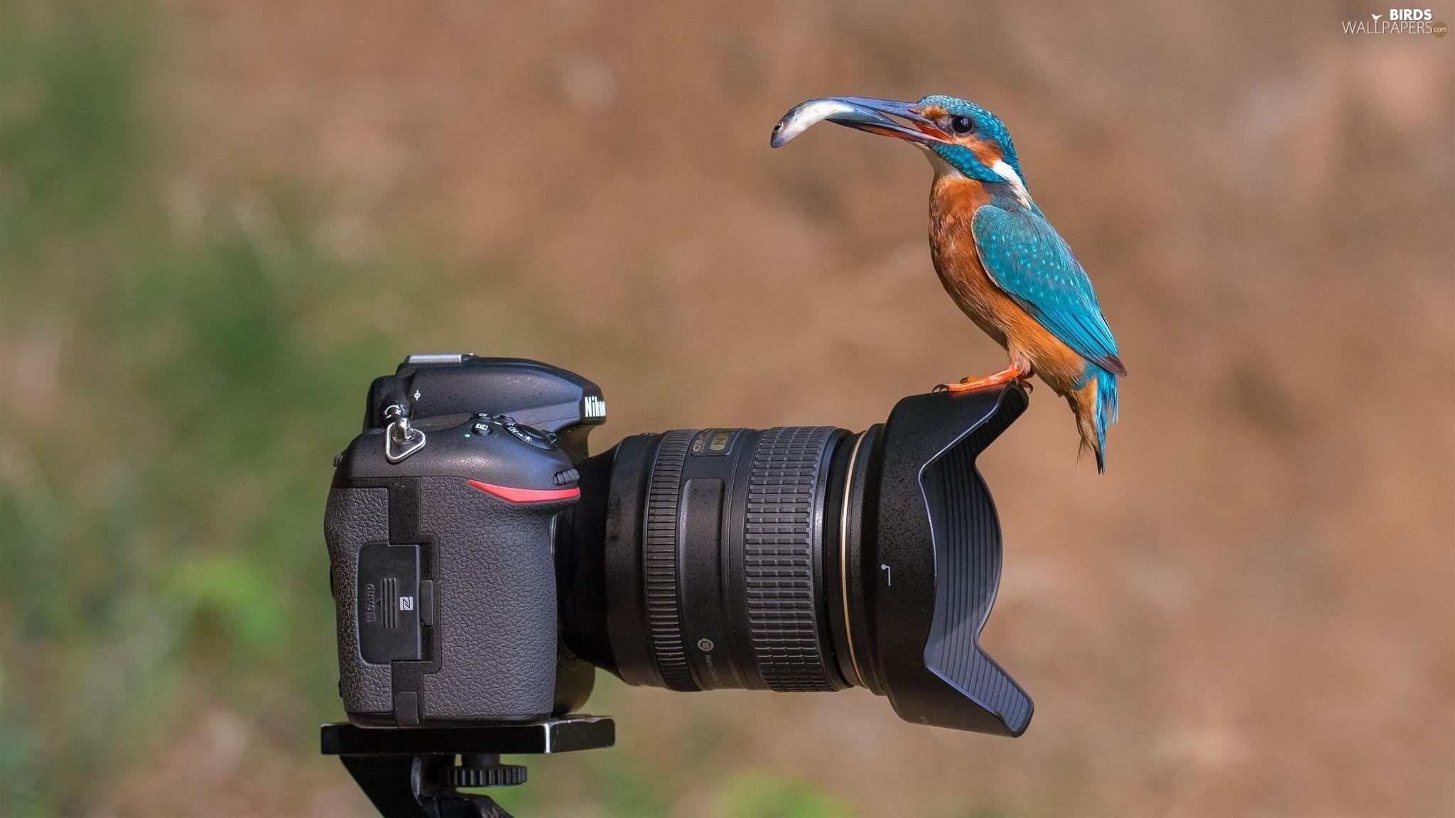 2048x1152 kingfisher, Fish, Nikon, Bird, Camera wallpaper: 2048x1152
