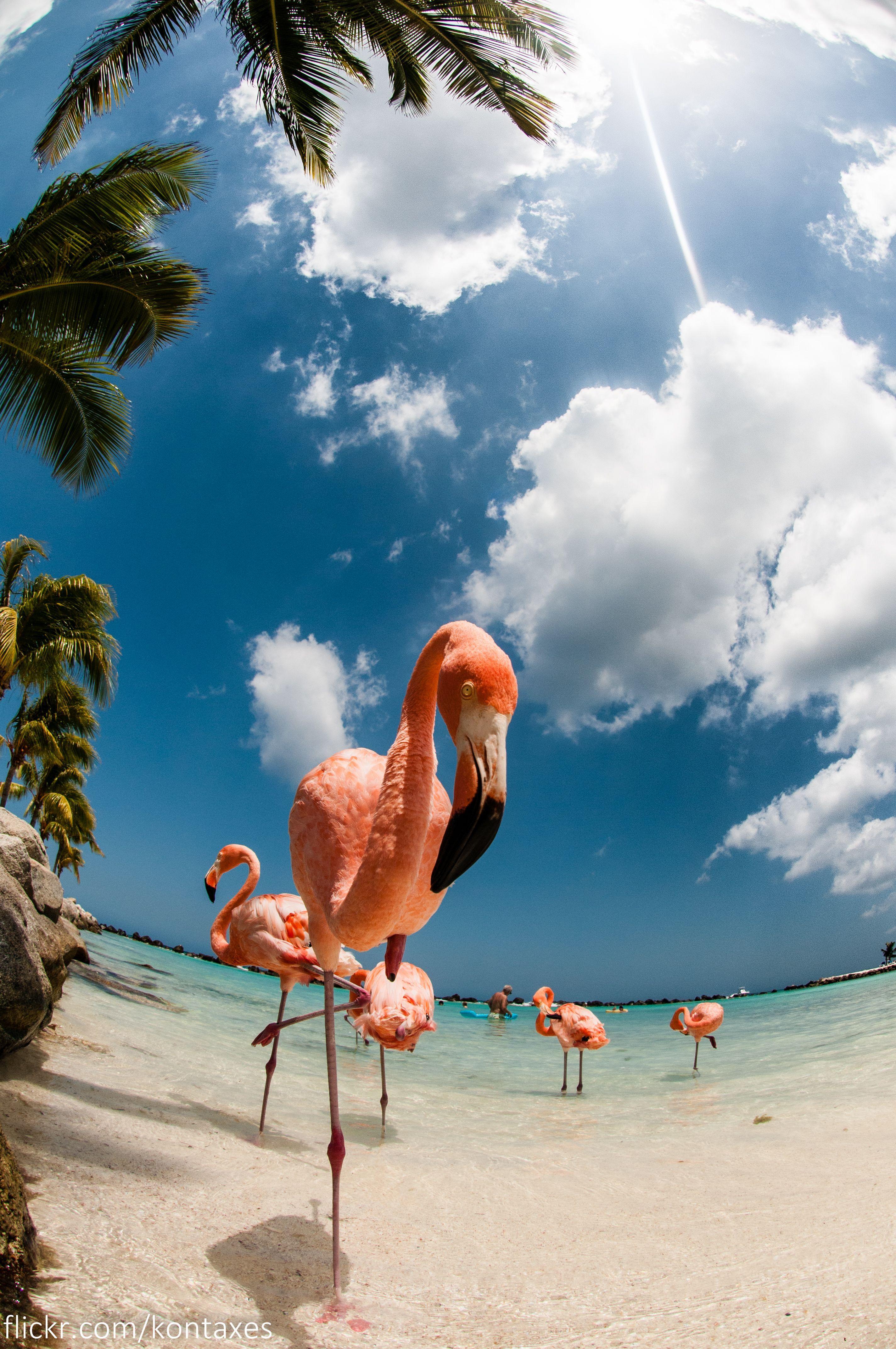 Aruba Photos, Download The BEST Free Aruba Stock Photos & HD Images