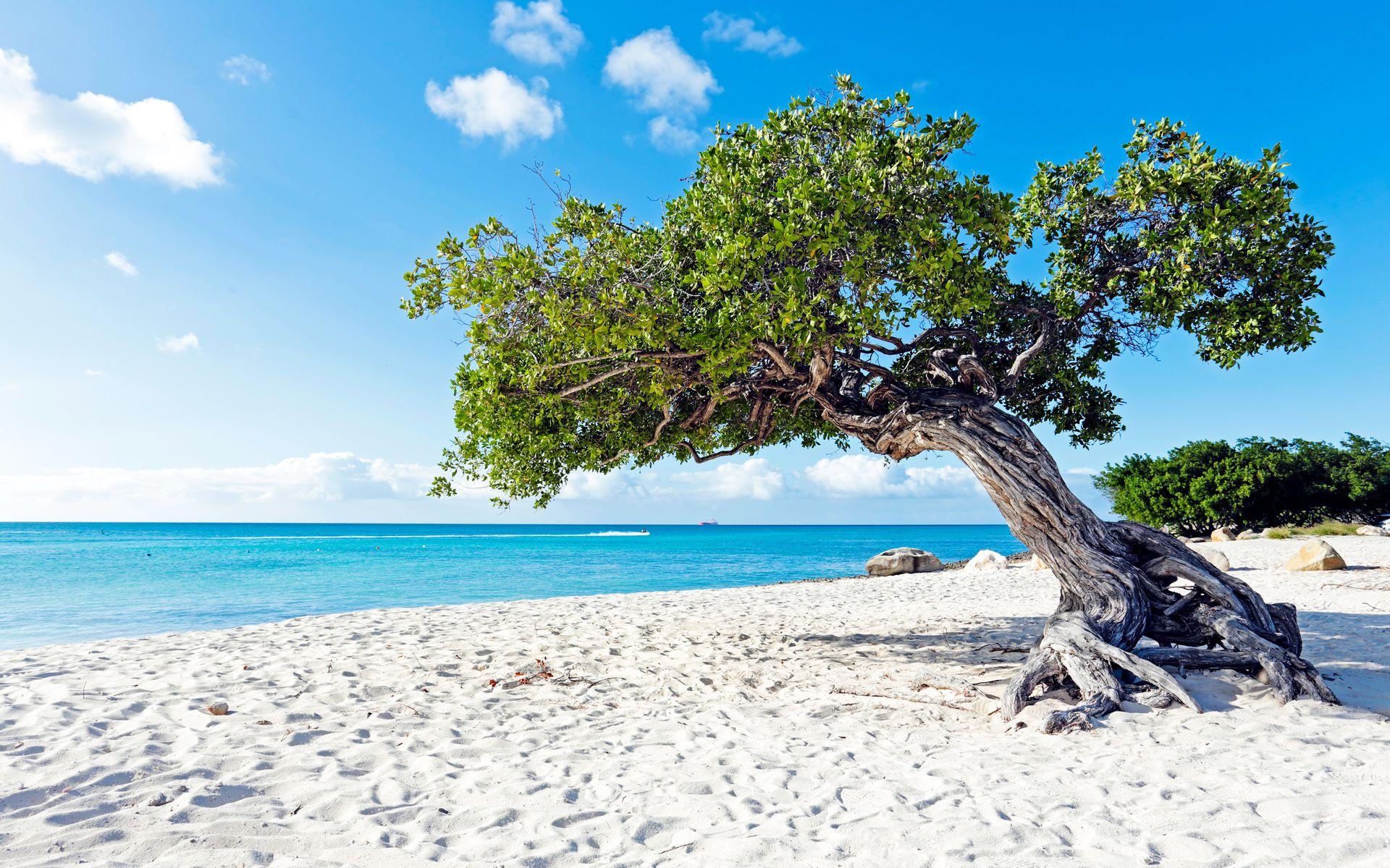 1920x1200 Divi Divi Boom Tree At The Sunny Beach In Aruba