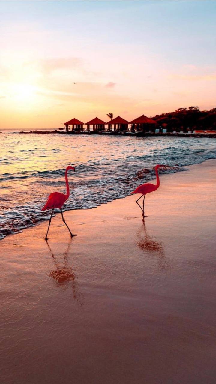 720x1280 Aruba wallpaper