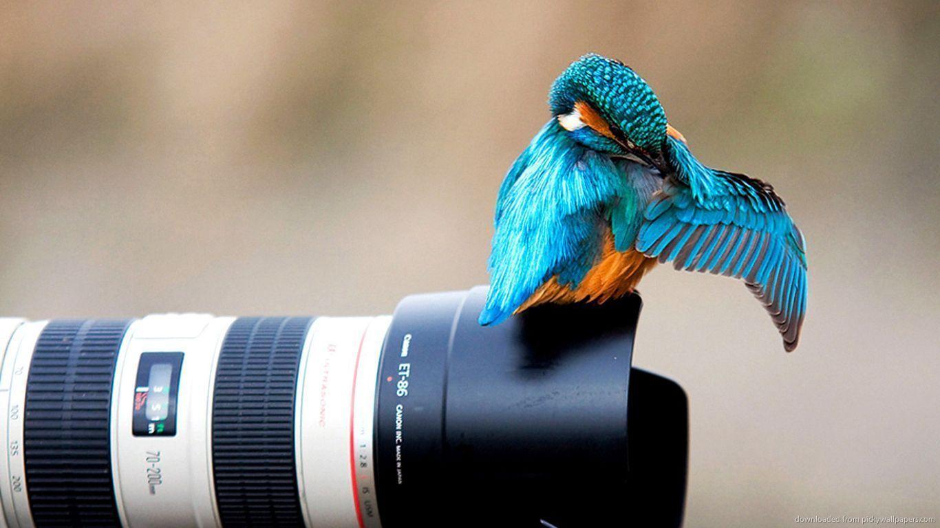1366x768 HD Photography Wallpaper 1080p