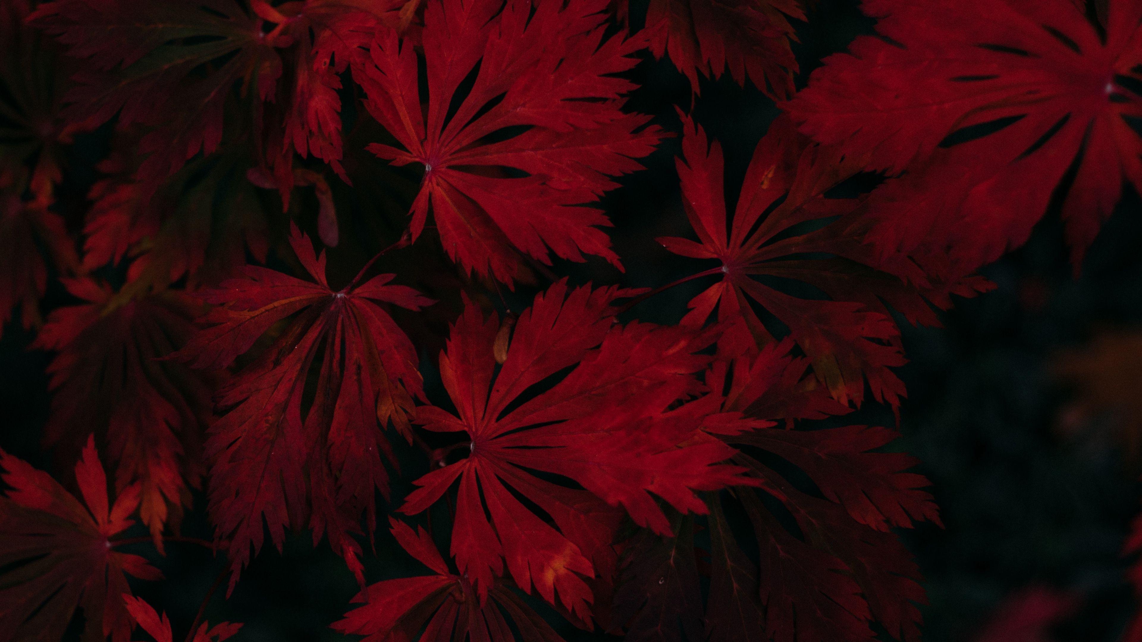 3840x2160 leaves, red, black, dark, plant 4k red, Leaves, Black. Wallpaper, Chinese garden, Black wallpaper