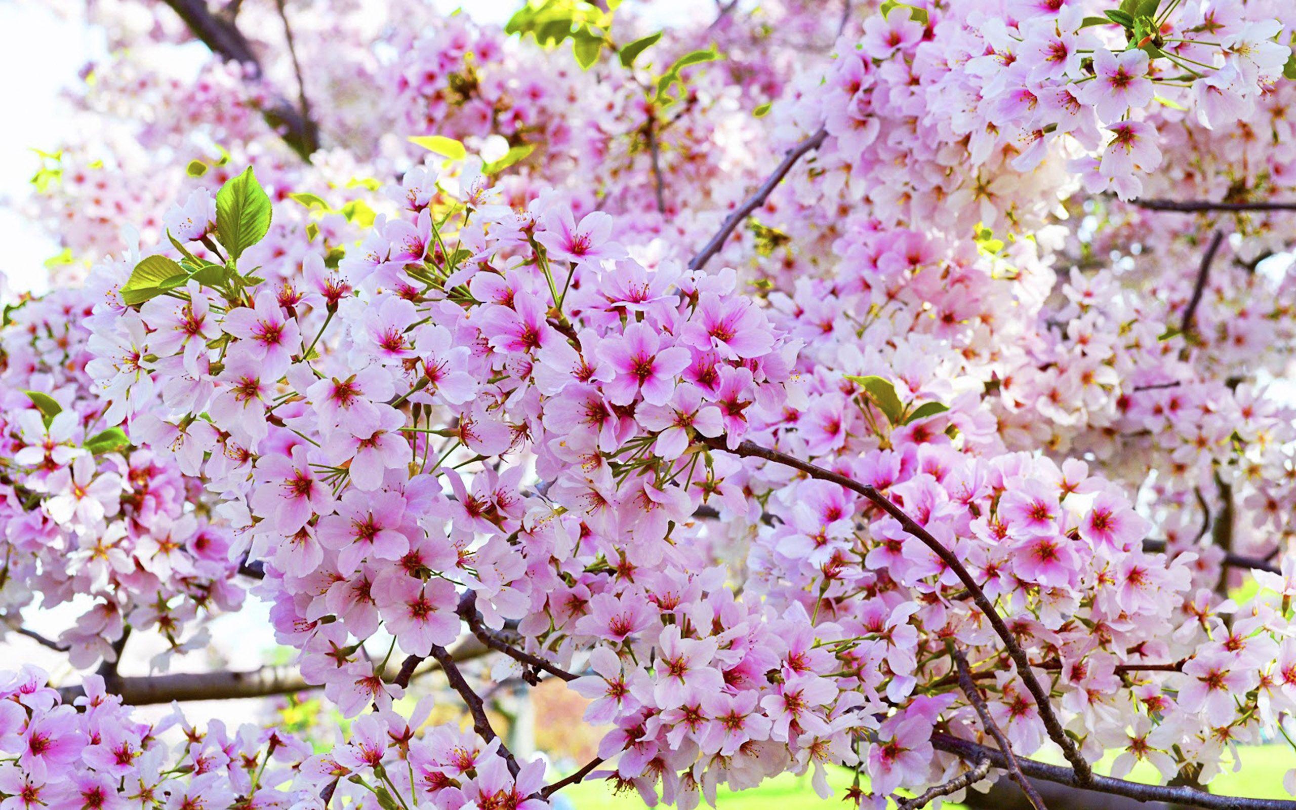 Bunga Sakura Wallpapers   Top Free Bunga Sakura Backgrounds