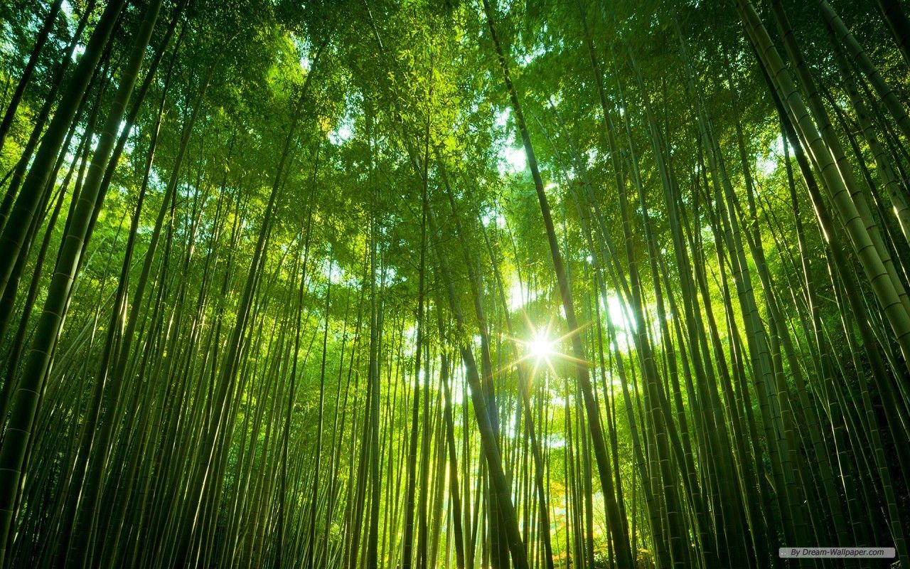 1280x800 Windows 11 Nature Wallpaper