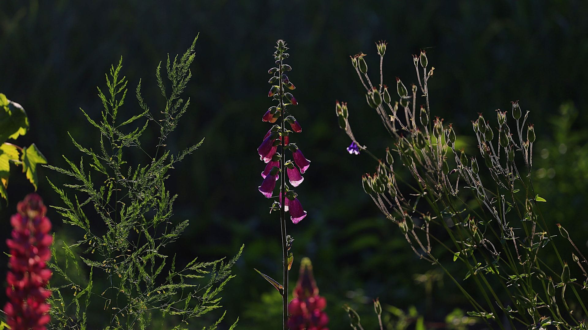 1920x1080 Beautiful Nature Theme for Windows 10 & 11