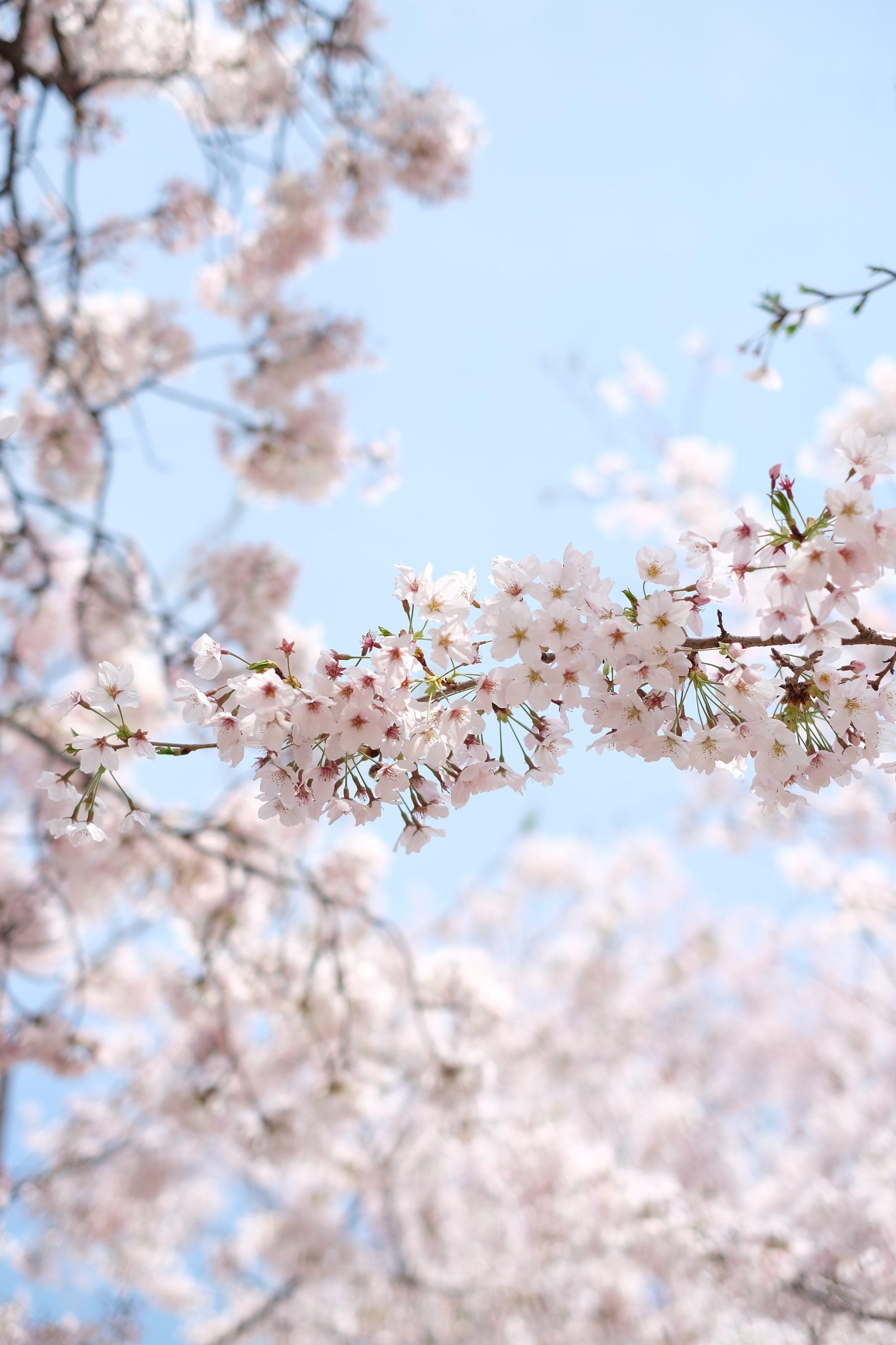 3264x4896 Wallpaper Bunga Sakura Black