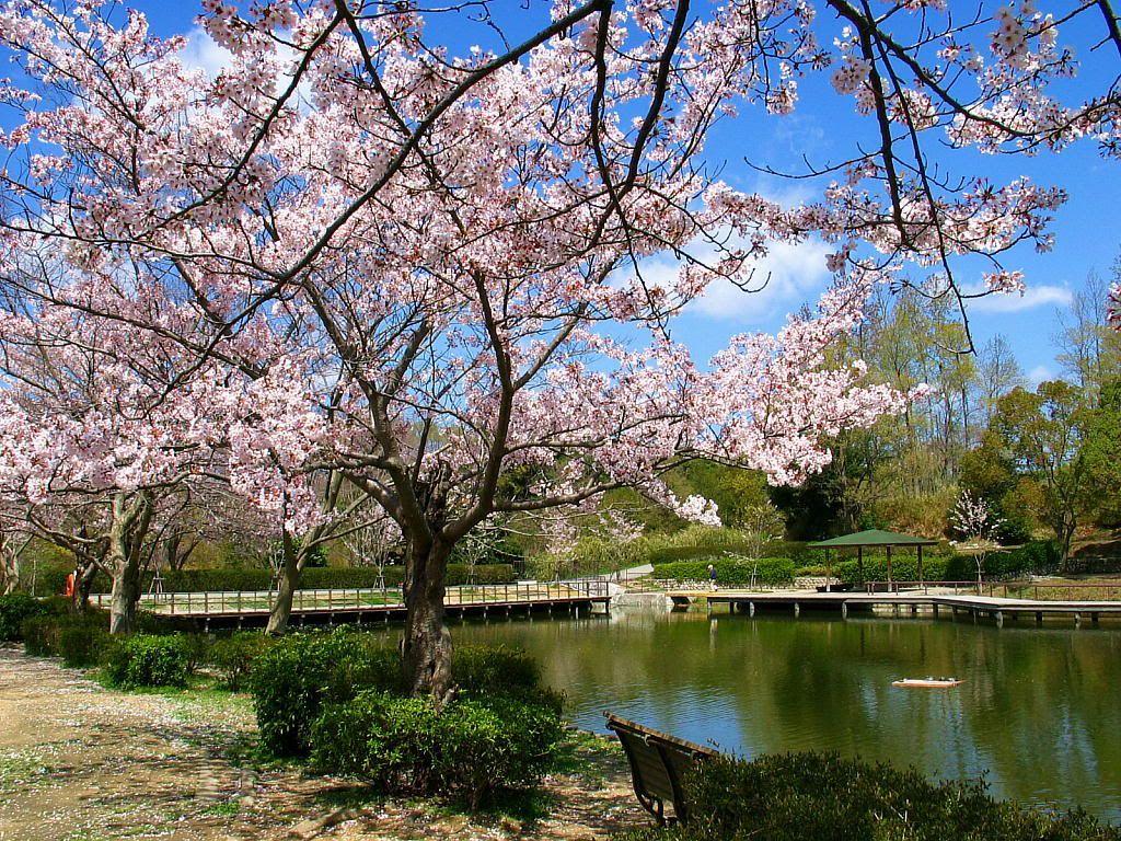 1024x768 Wallpaper Bunga Sakura Terindah 59 Picture Sakura