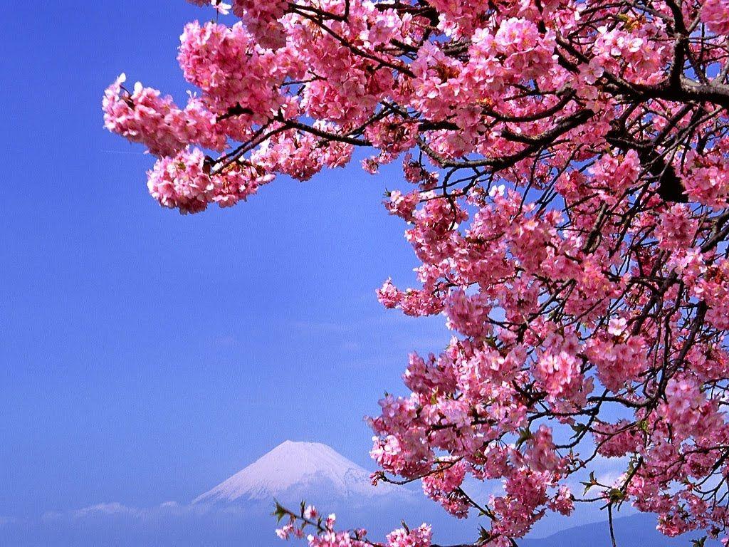 1024x768 Free download Indahnya sekuntum sakura The New Beginning 1024x768