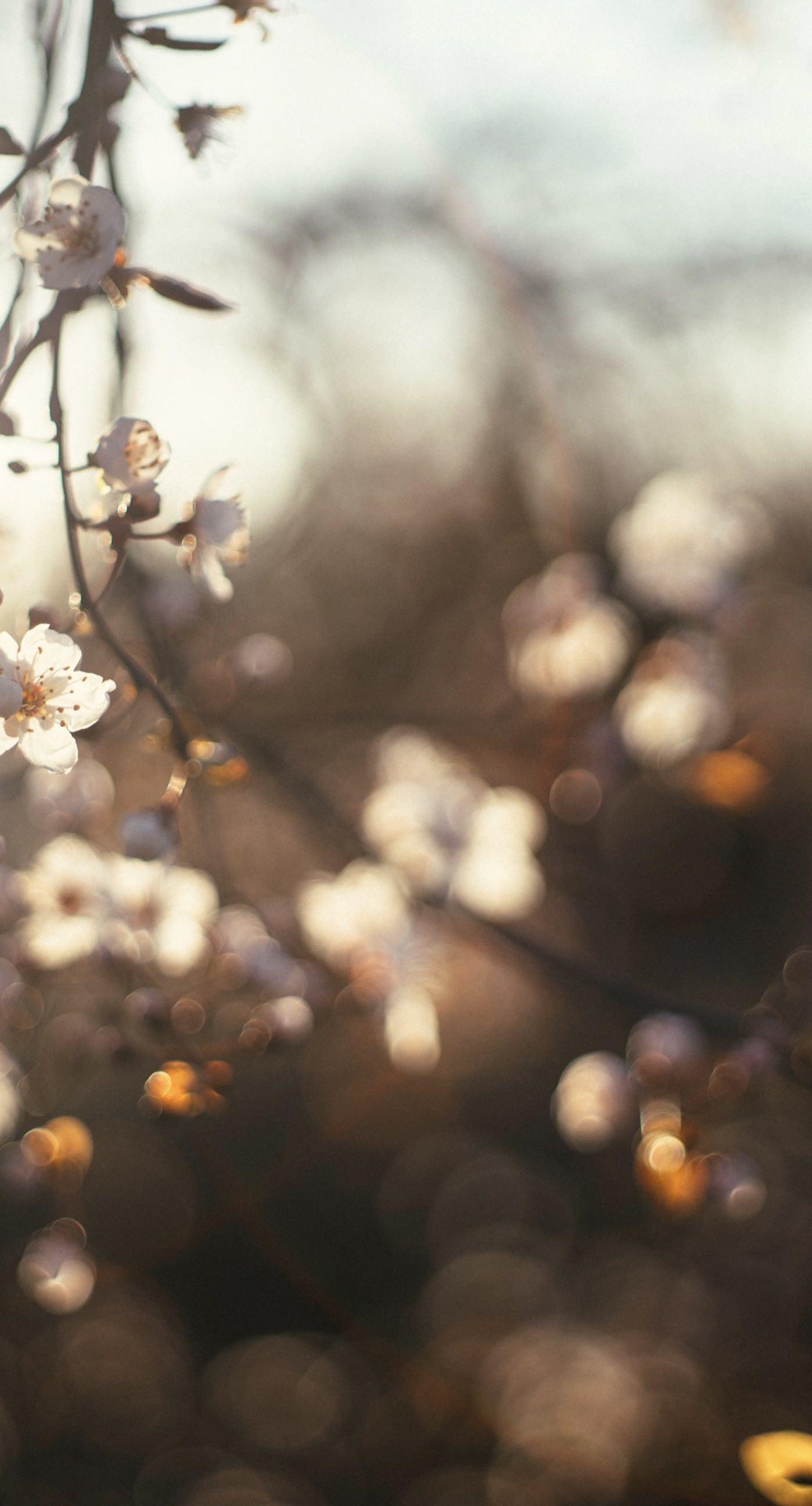 1398x2592 Landscape cherry blossom. wallpaper.sc iPhone8Plus