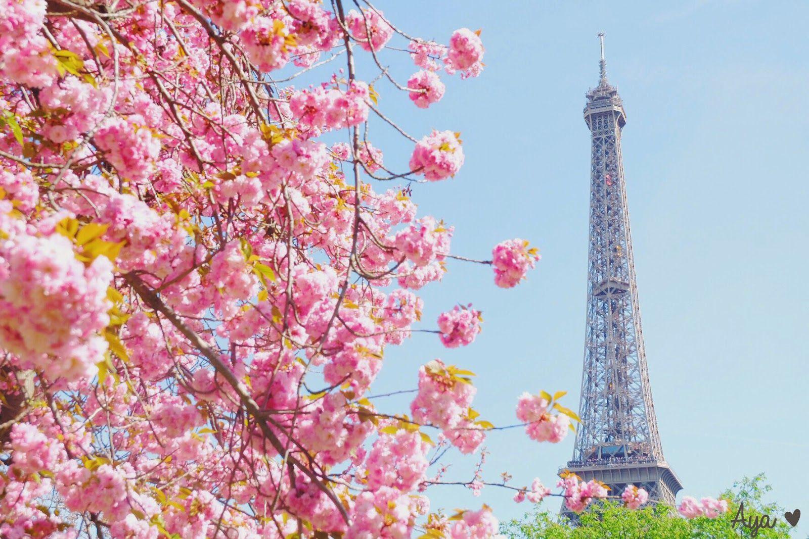 1600x1067 Destinasi Wisata untuk Menikmati Keindahan Bunga Sakura Selain