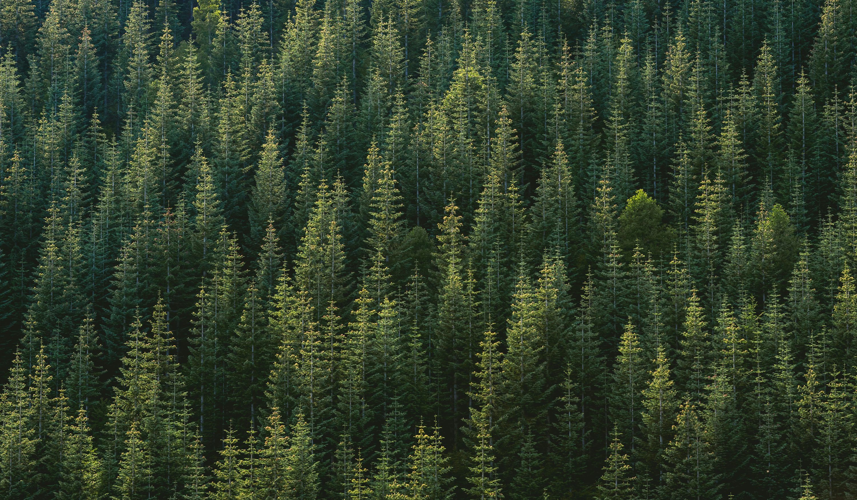 3000x1752 Aerial photography of forest photo