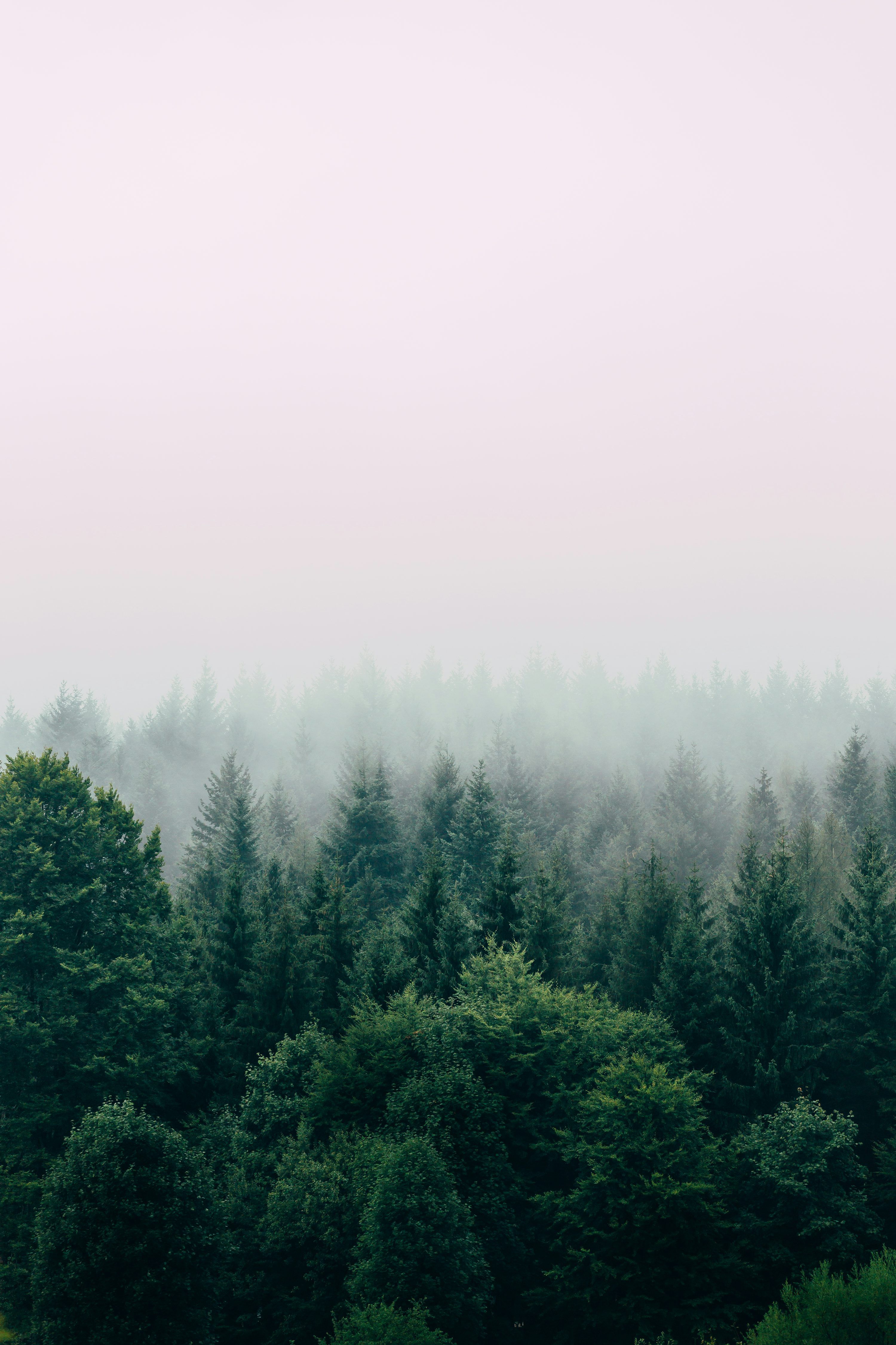 3000x4500 Forest Texture Picture. Download Free Image