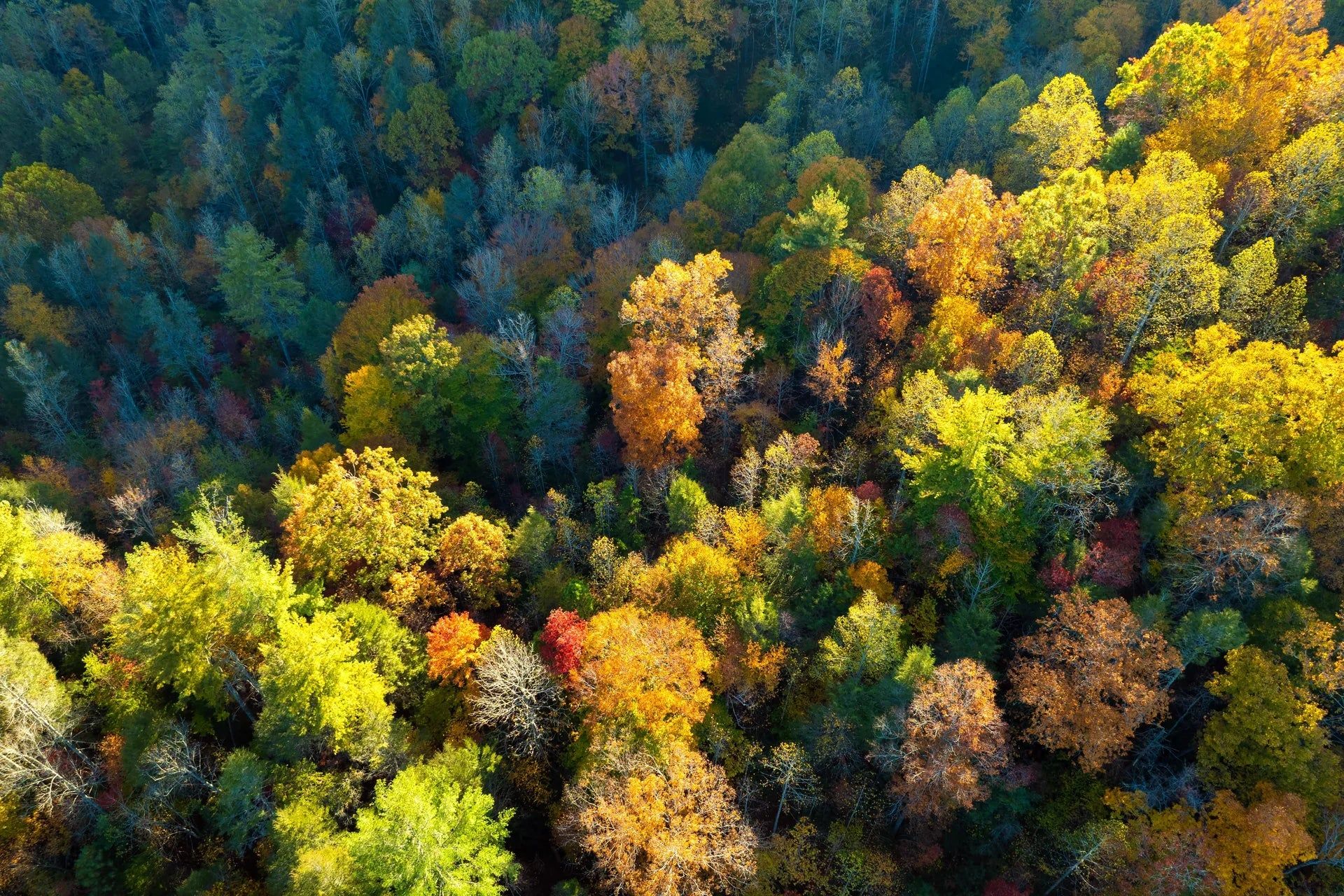 1920x1280 Autumn Crown Forest Wallpaper