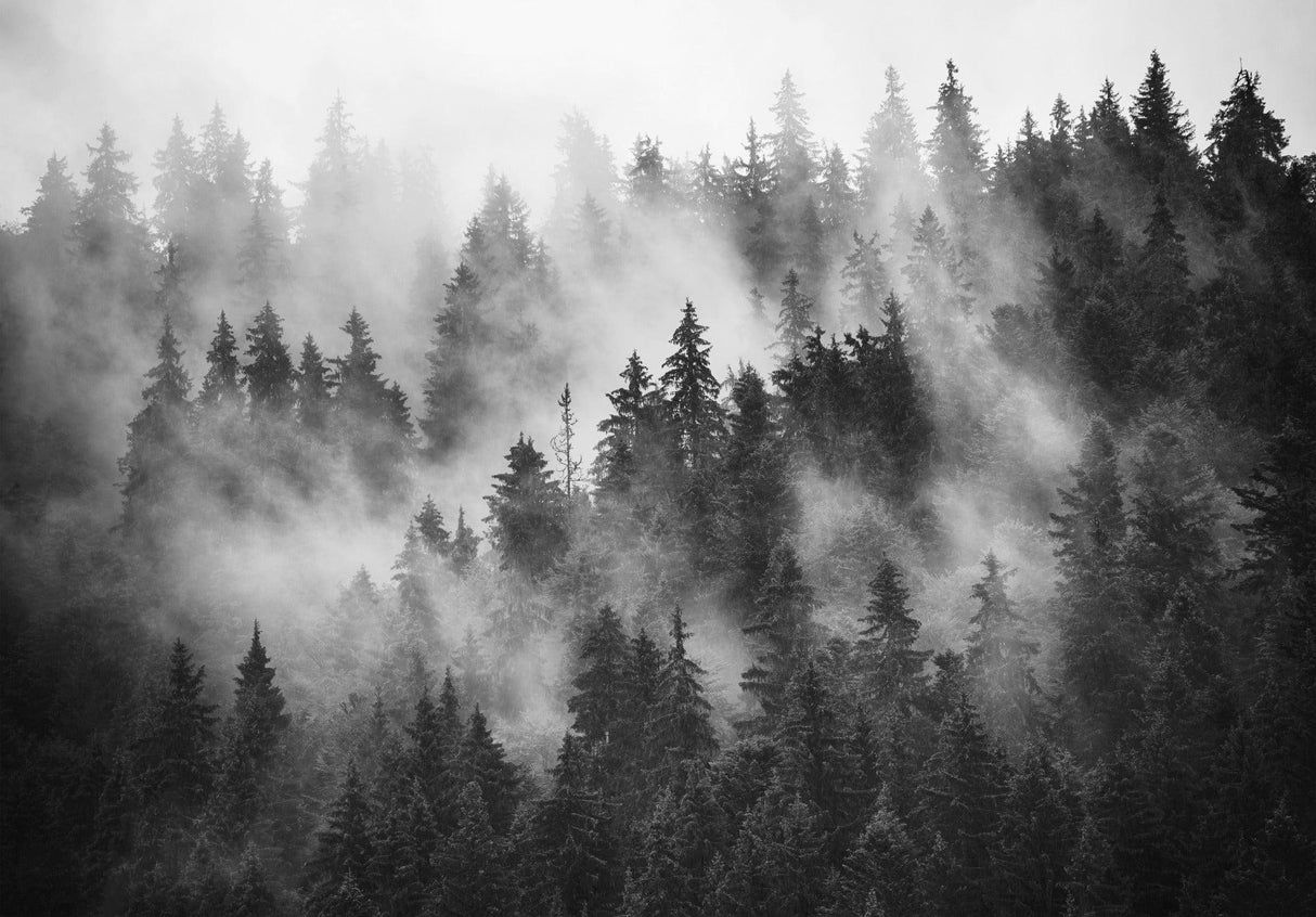 1214x846 Forest Mural Wallpaper. Misty Pine Trees in Black and White