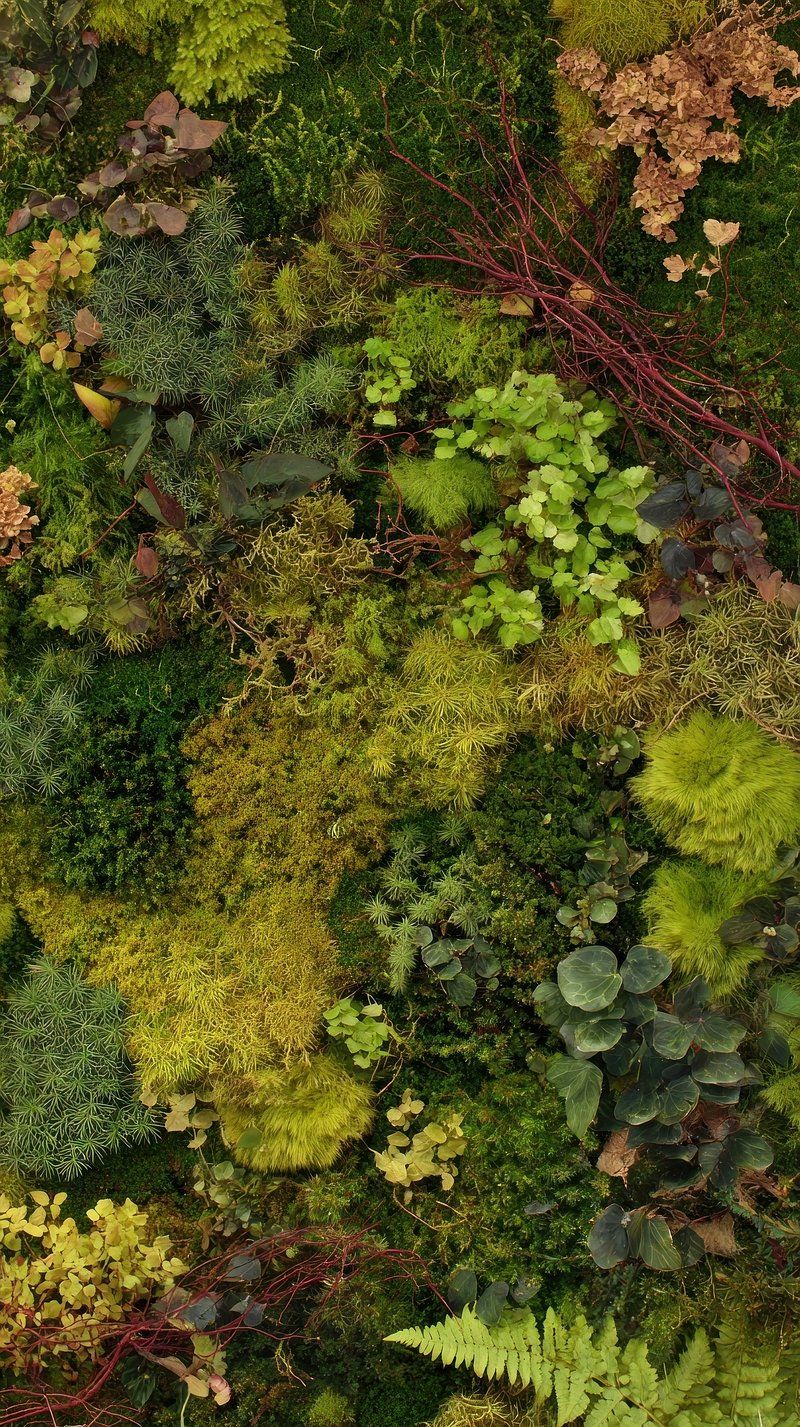 800x1427 Dense Forest Wallpaper Image Wallpaper