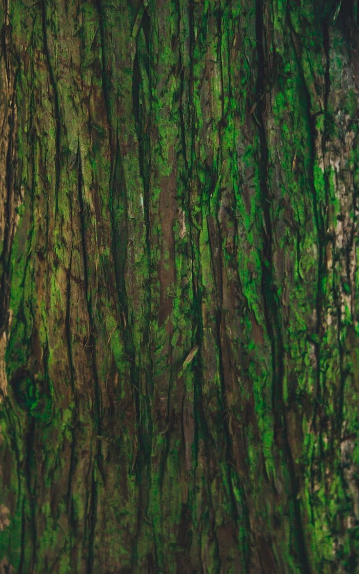 736x1177 Wallpaper tree bark texture green